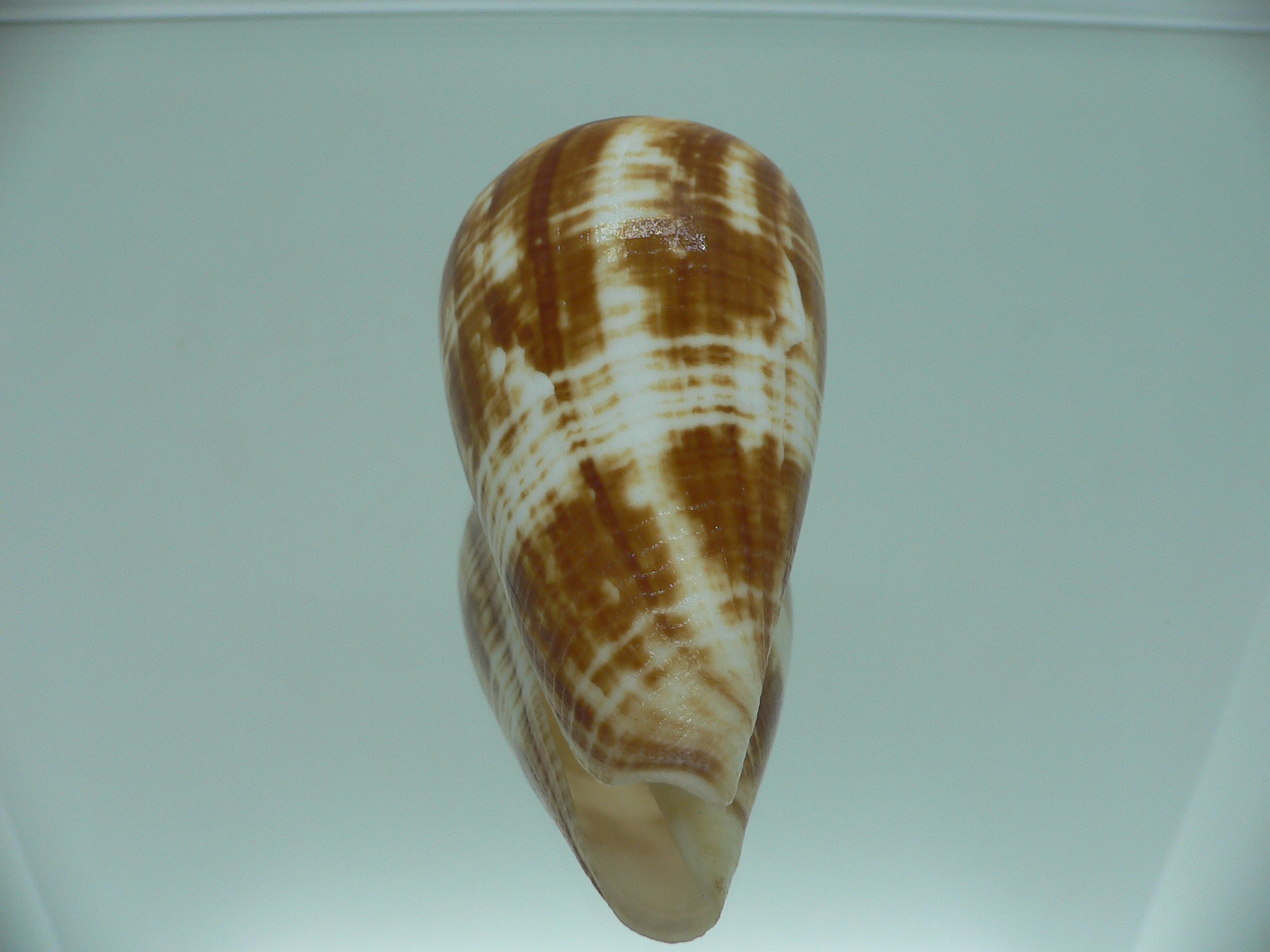 Conus amadis amadis COLORING