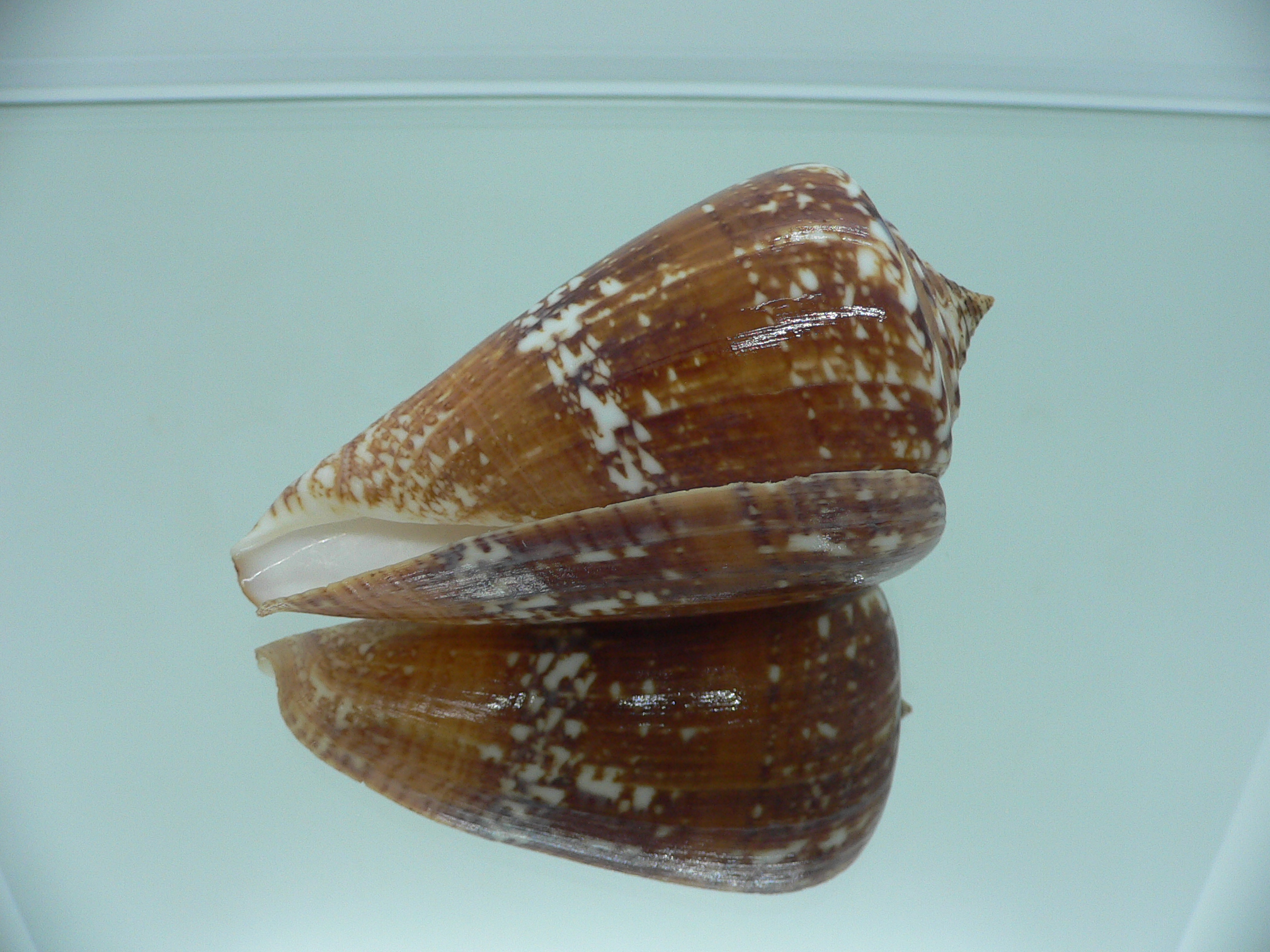 Conus amadis amadis STRIPED