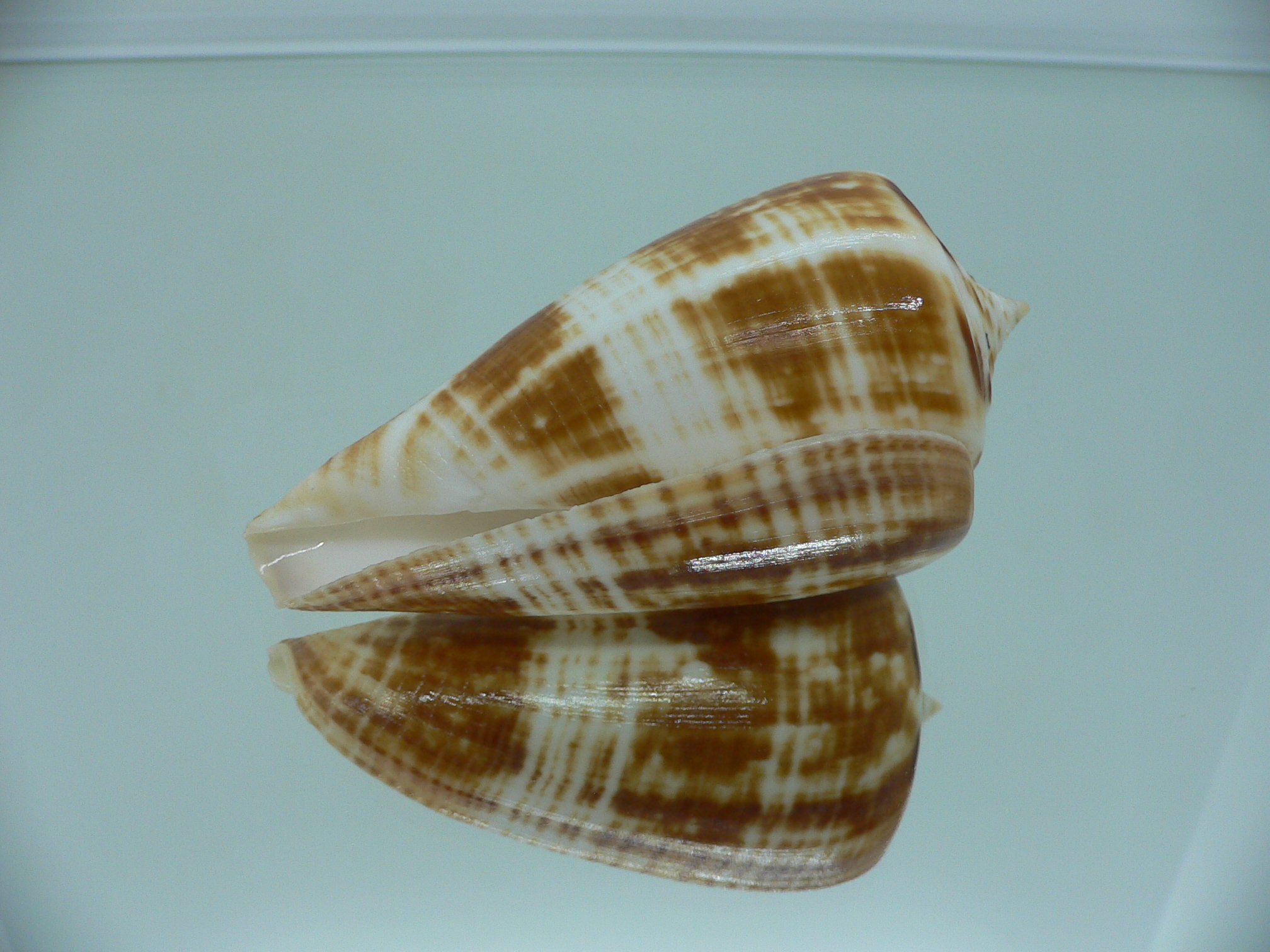 Conus amadis amadis COLORING