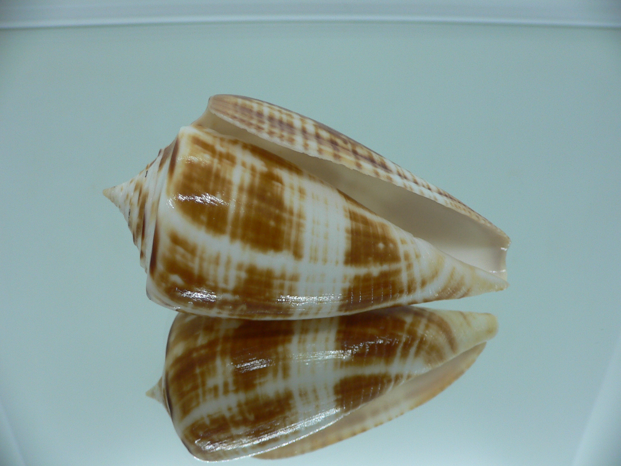 Conus amadis amadis COLORING