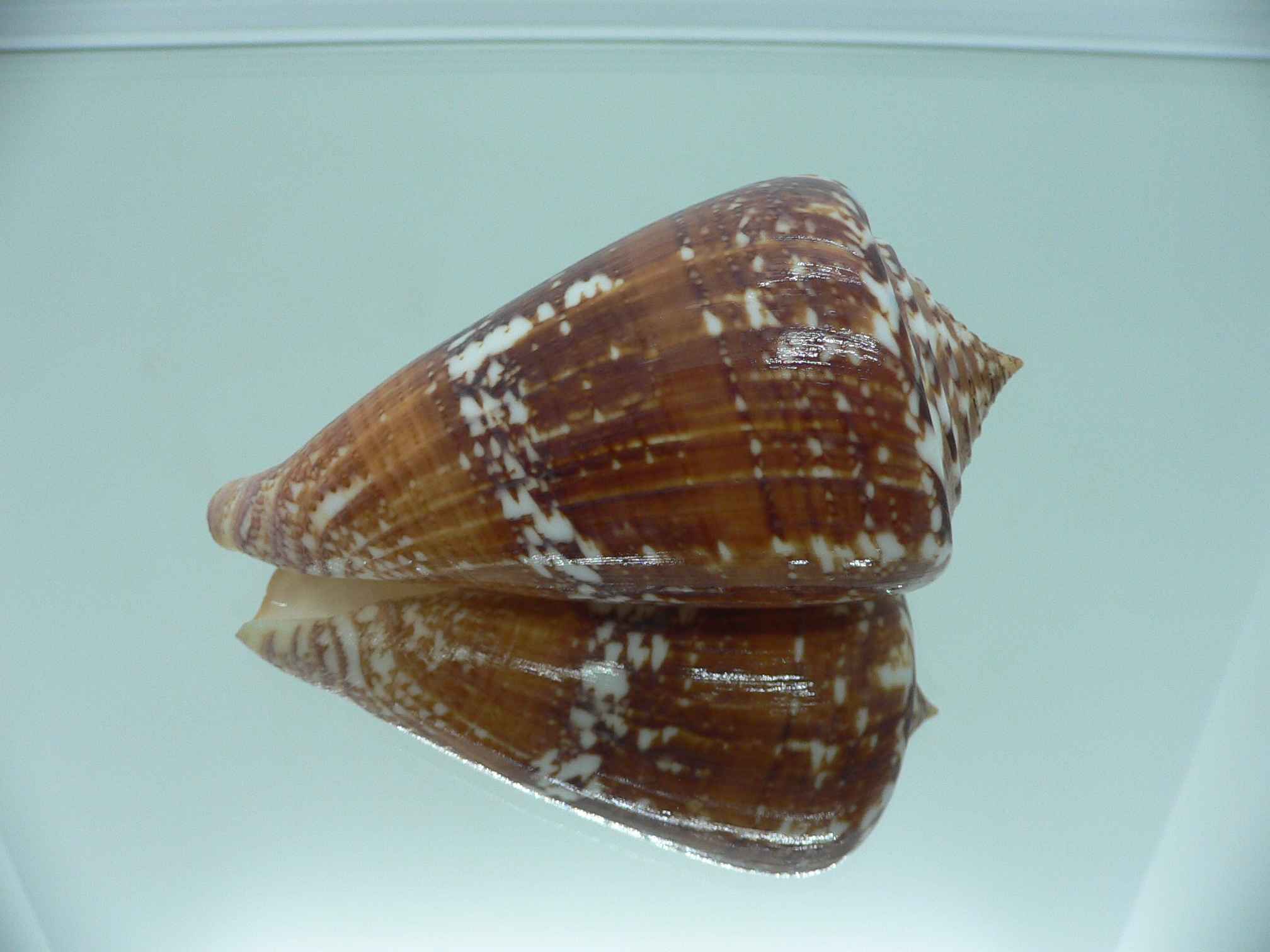Conus amadis amadis STRIPED
