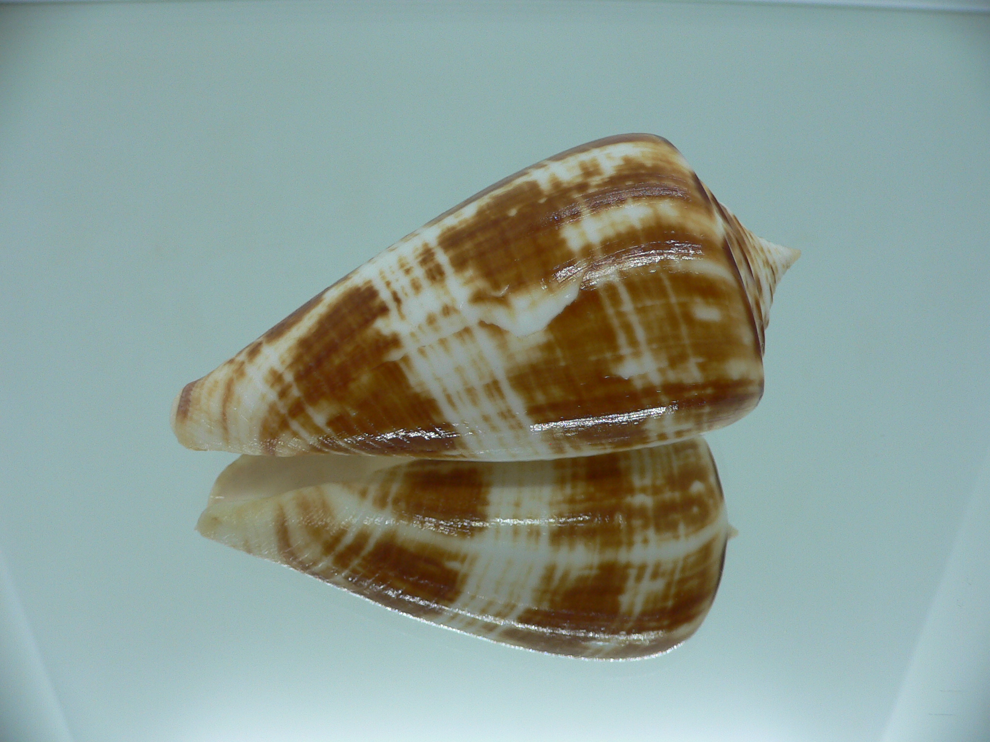 Conus amadis amadis COLORING