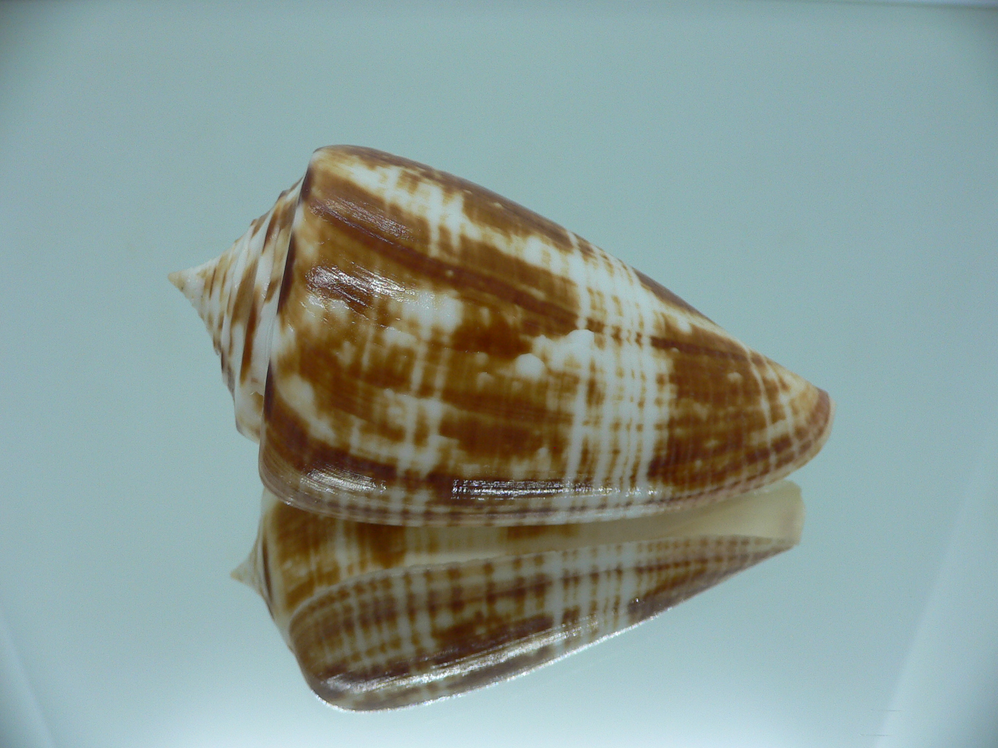 Conus amadis amadis COLORING