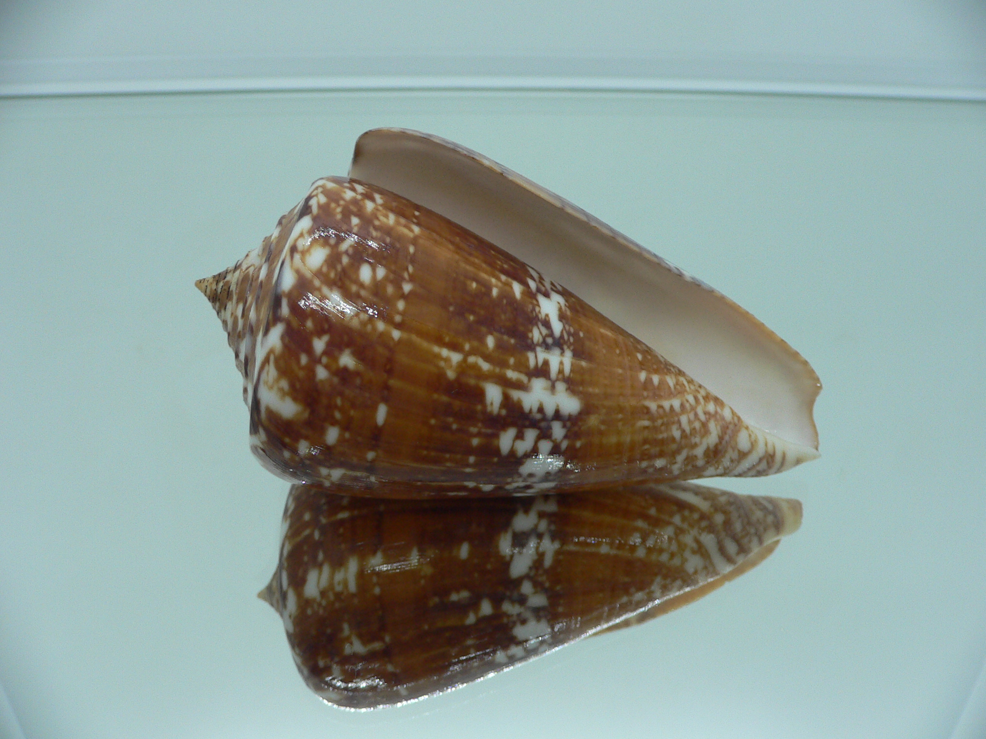 Conus amadis amadis STRIPED