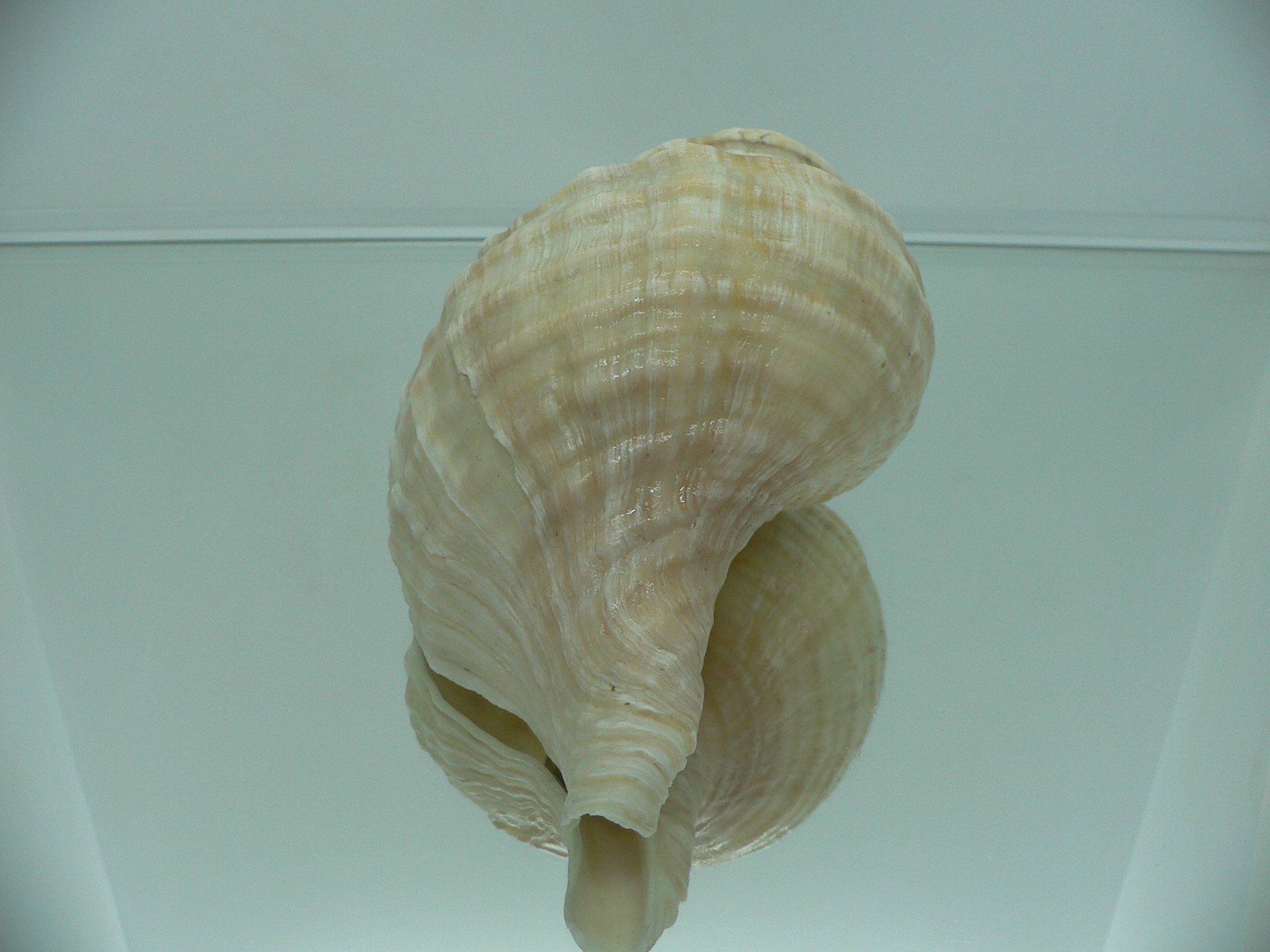 Neptunea lyrata MONSTER