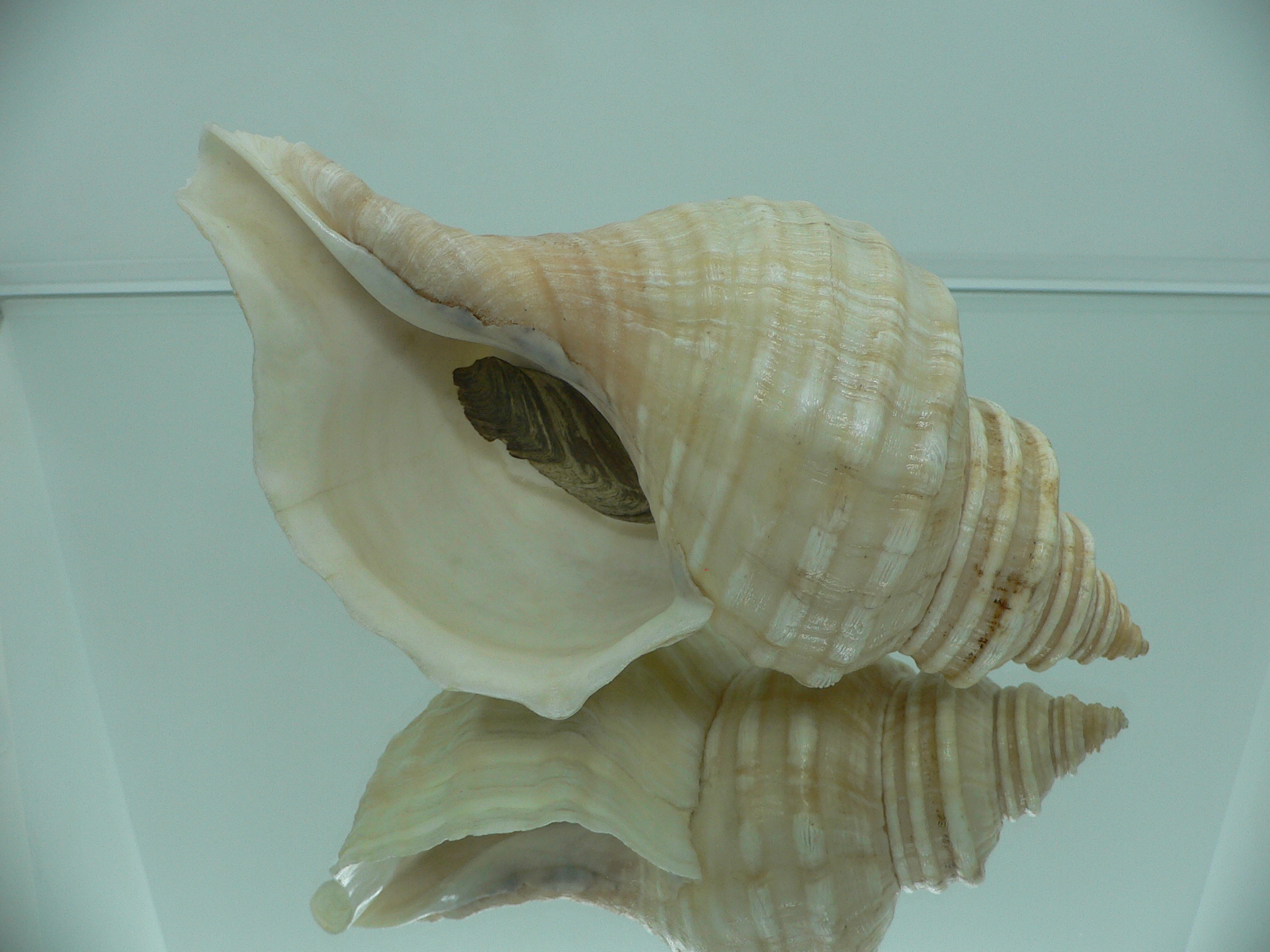 Neptunea lyrata MONSTER