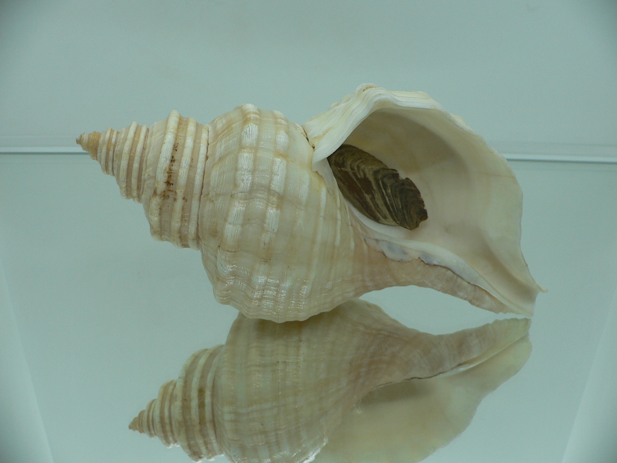 Neptunea lyrata MONSTER