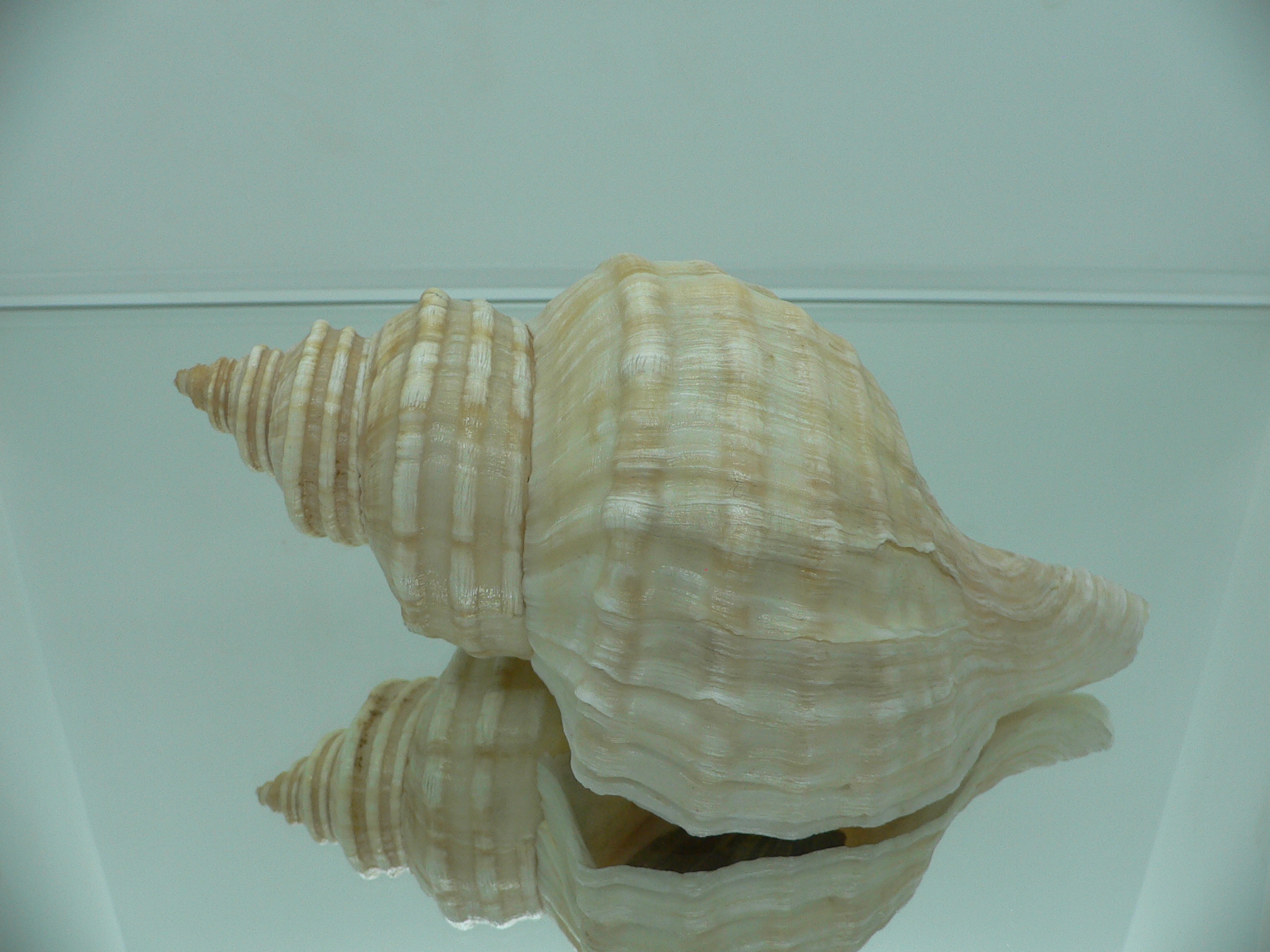 Neptunea lyrata MONSTER