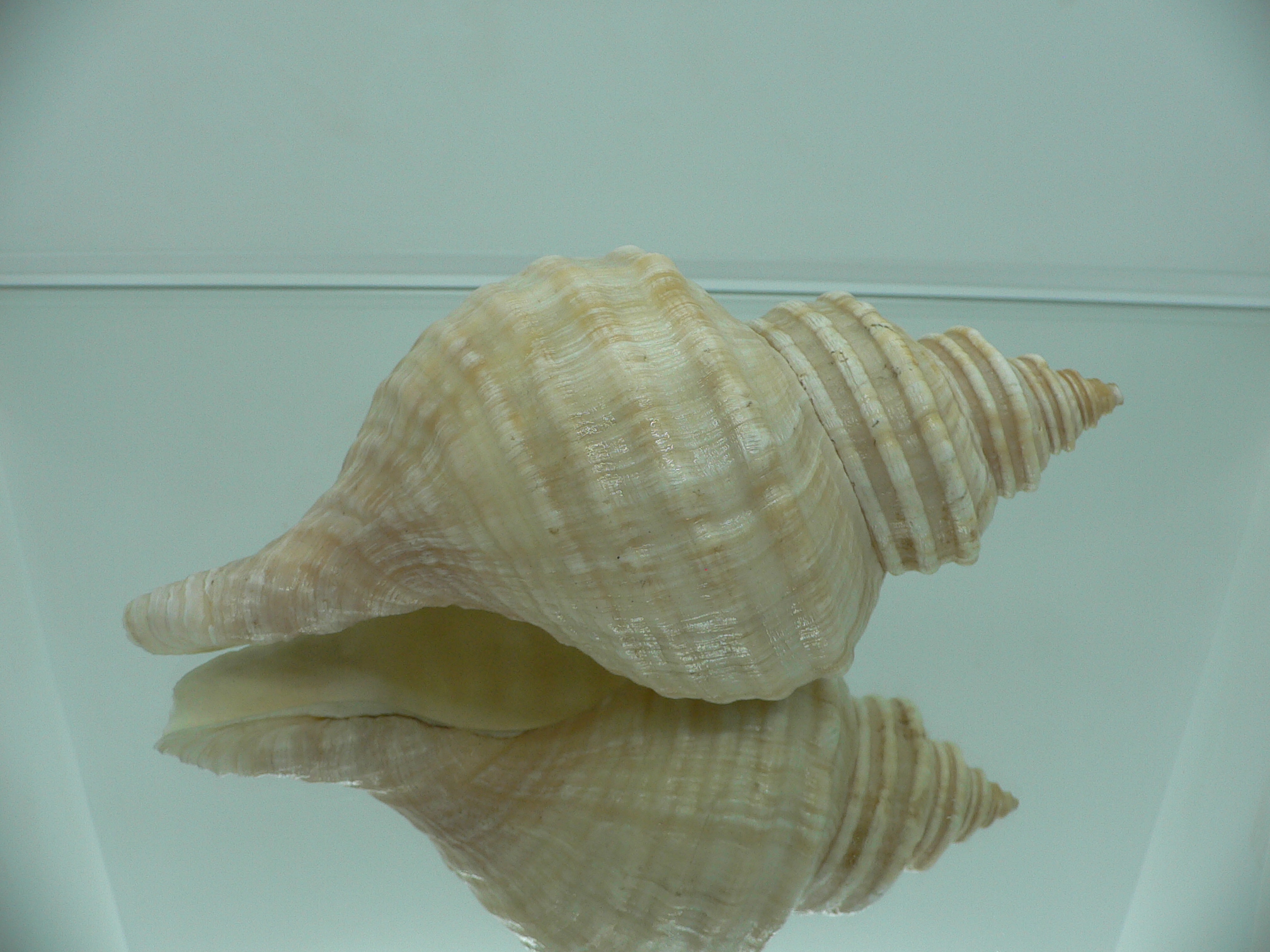 Neptunea lyrata MONSTER