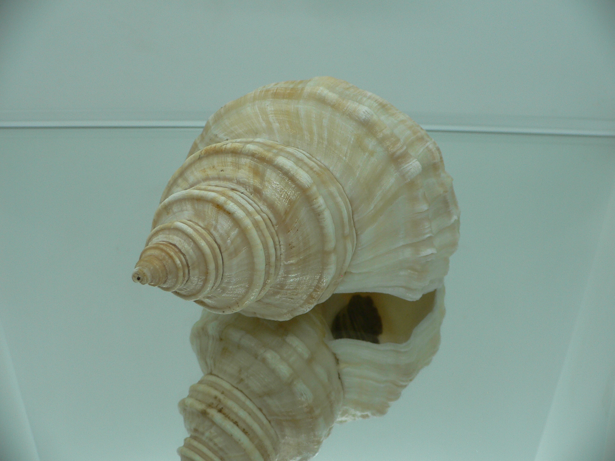 Neptunea lyrata MONSTER