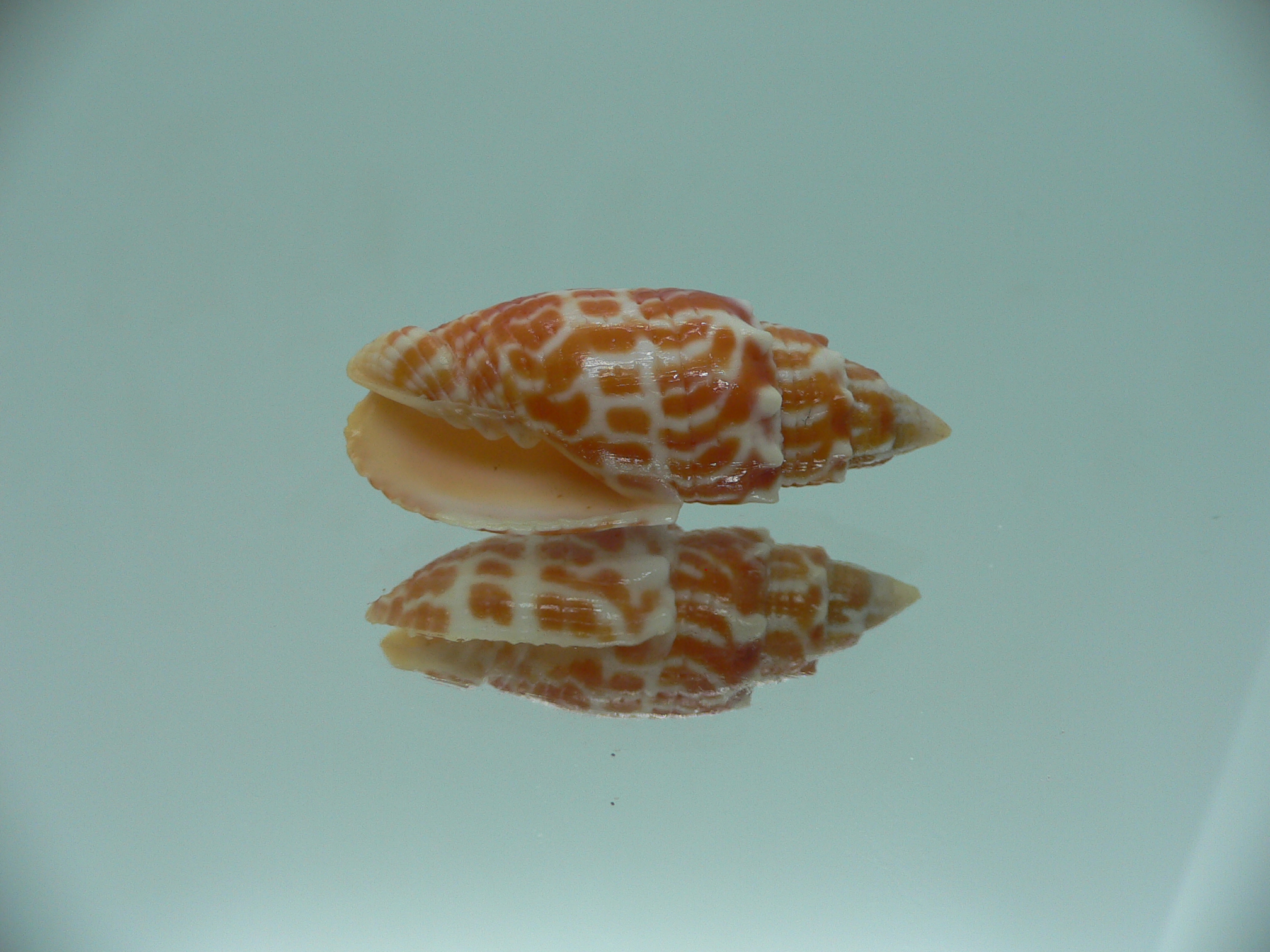 Mitra stictica ORANGE