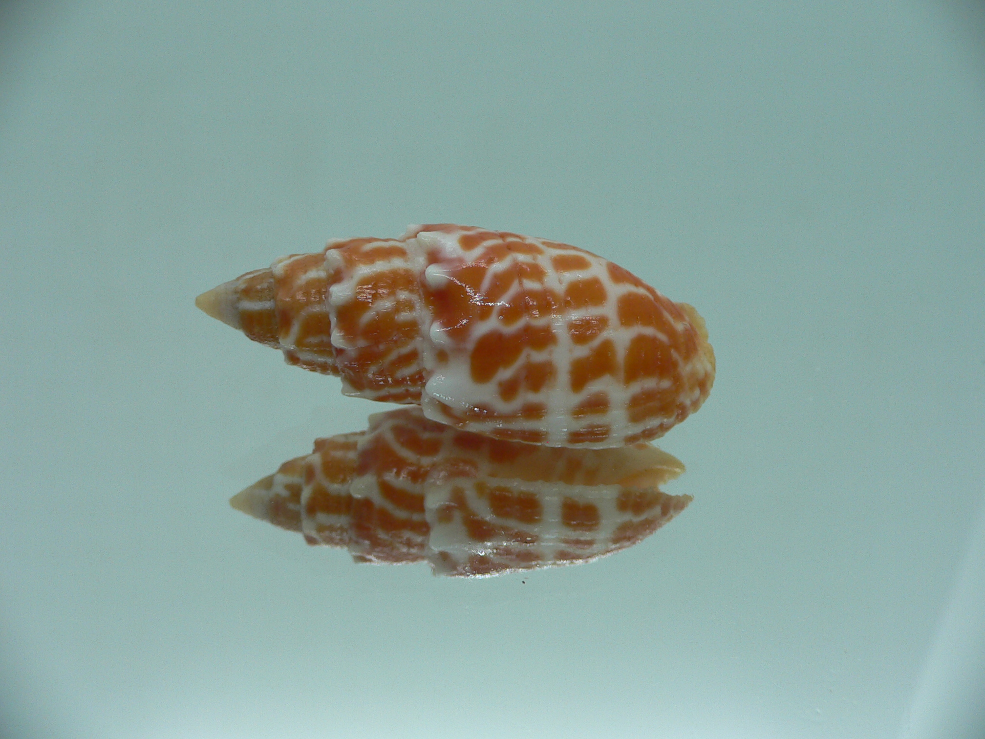 Mitra stictica ORANGE