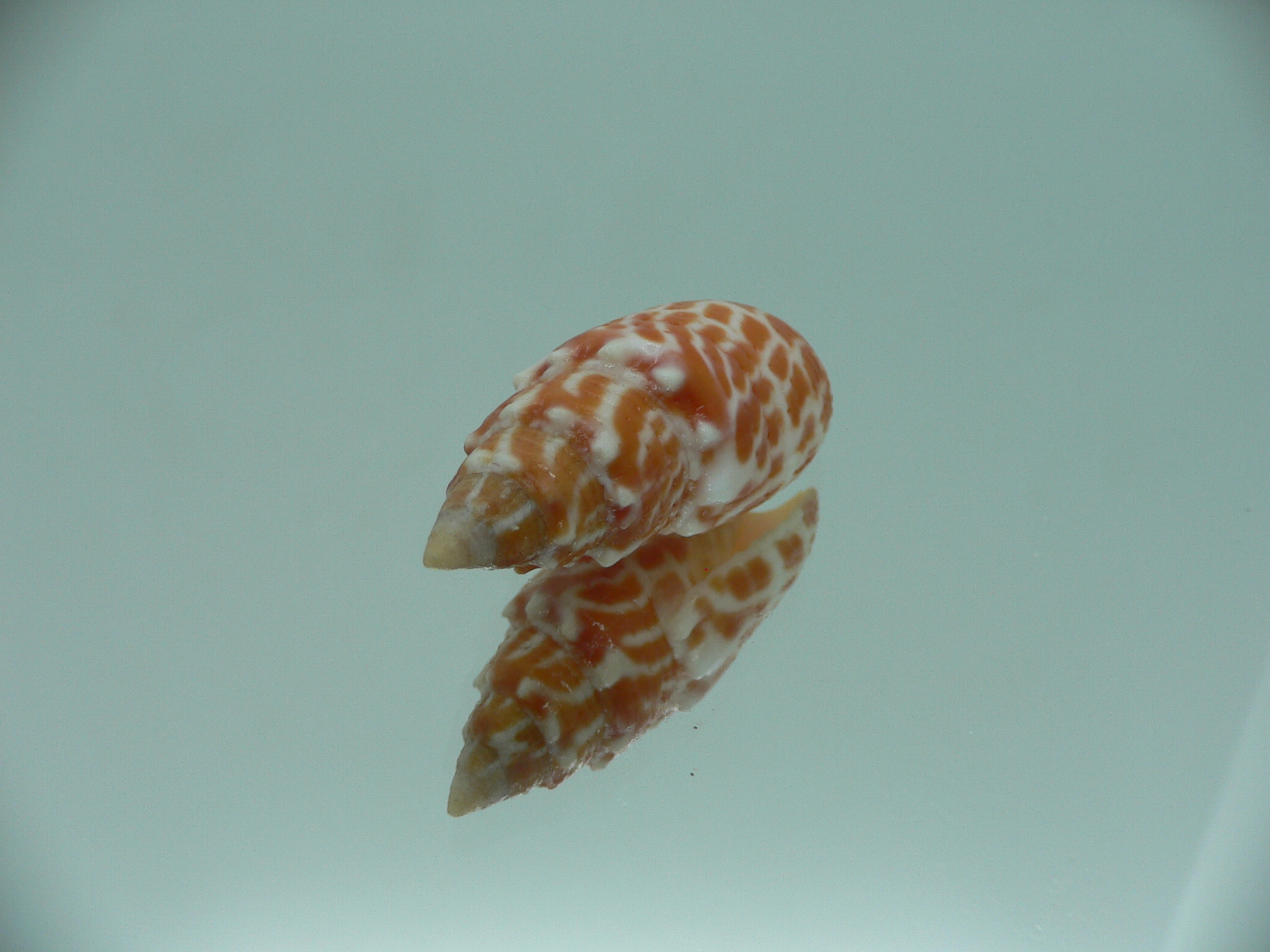 Mitra stictica ORANGE