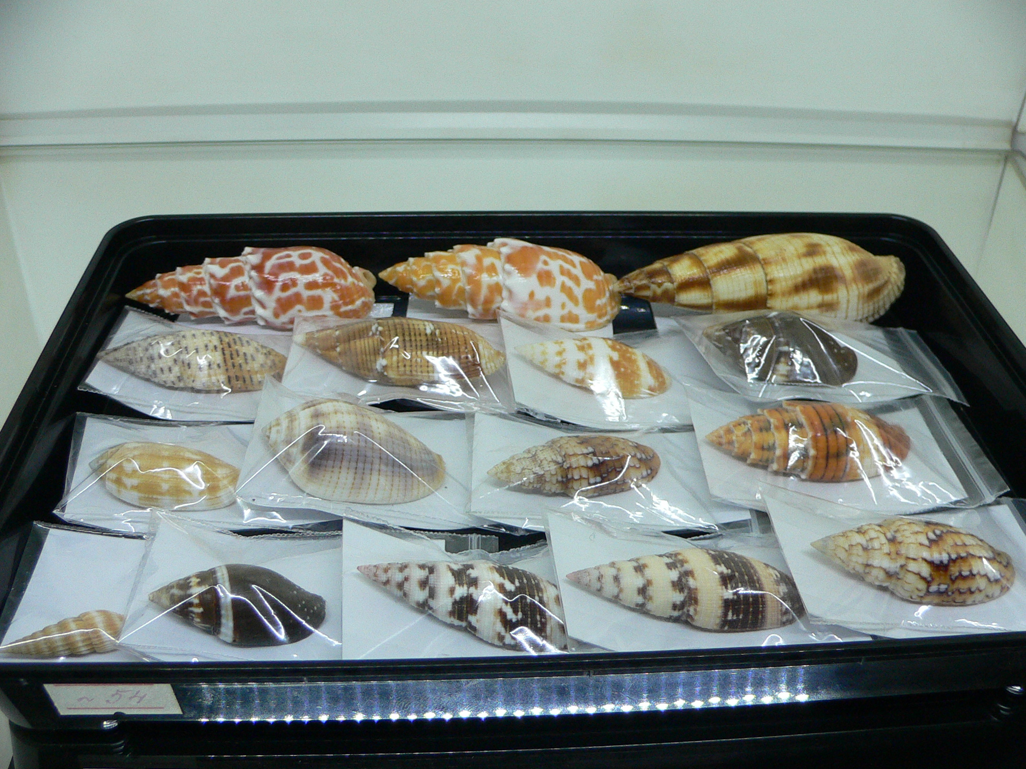 Mitra stictica ORANGE