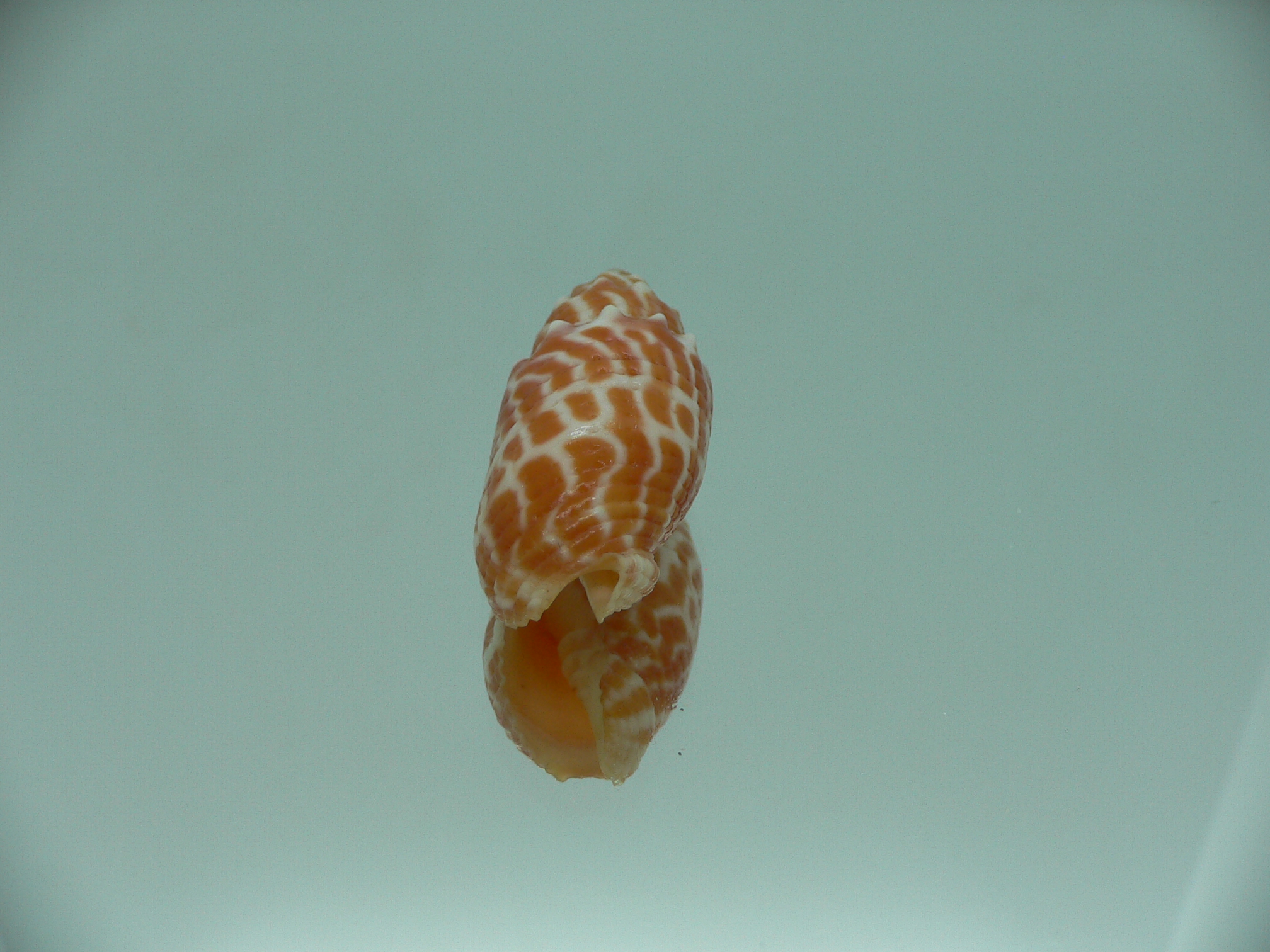 Mitra stictica ORANGE