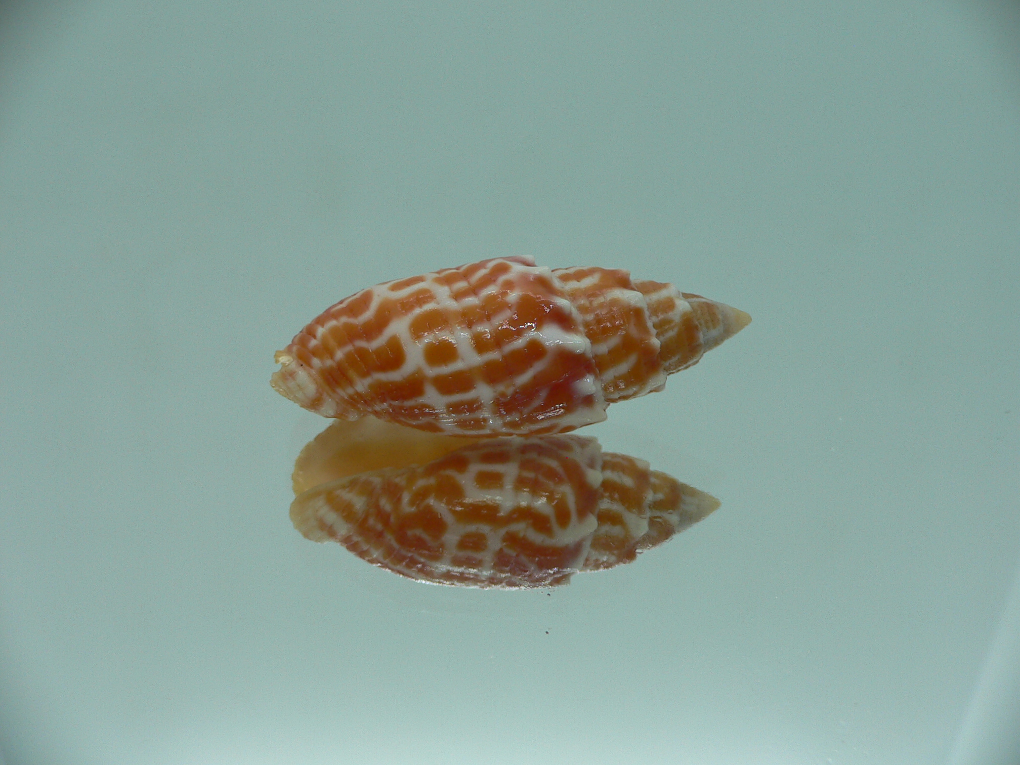 Mitra stictica ORANGE