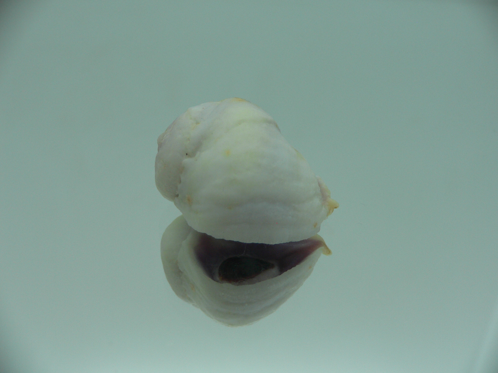 Coralliophila violacea WIDE