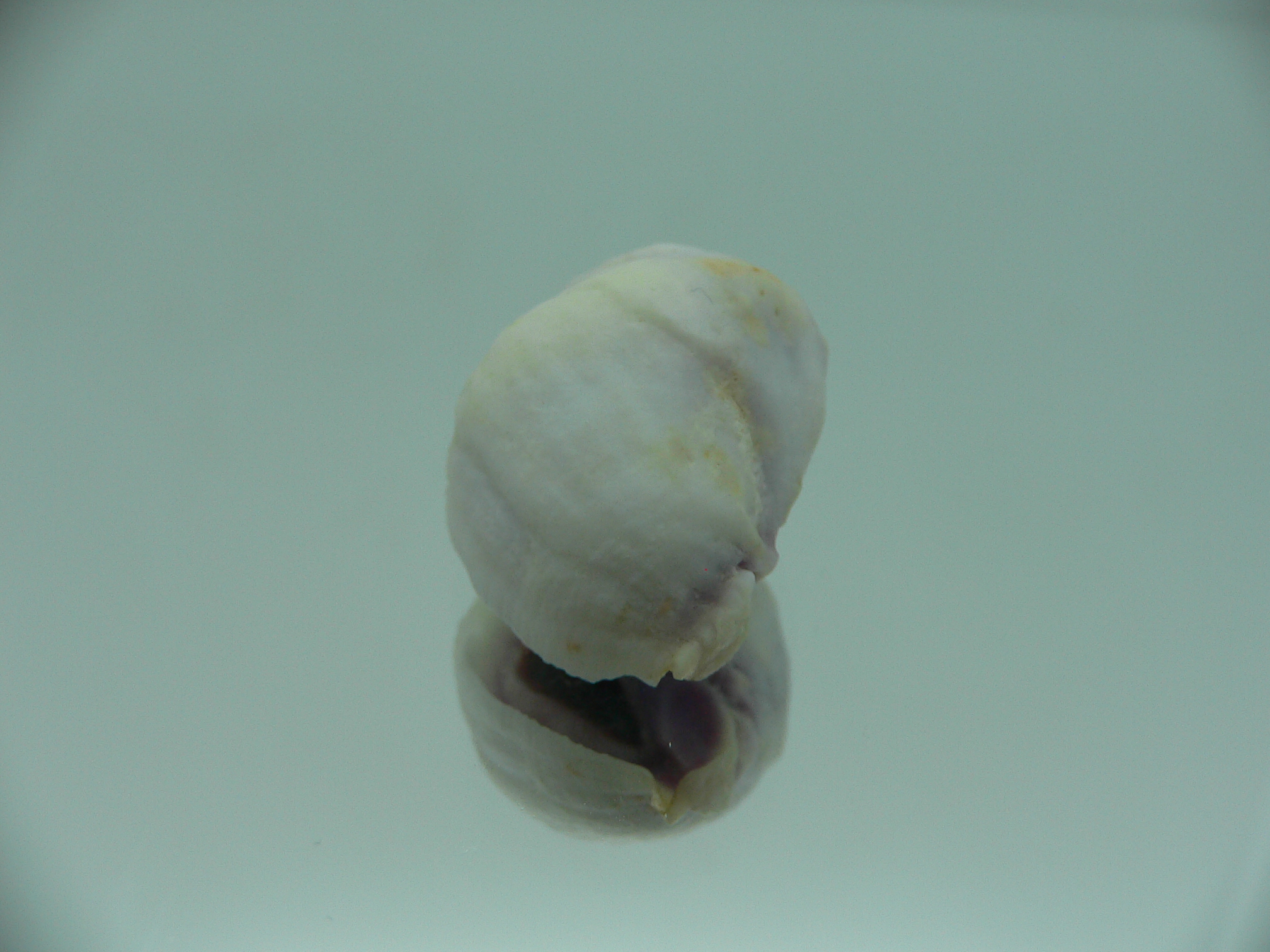 Coralliophila violacea WIDE