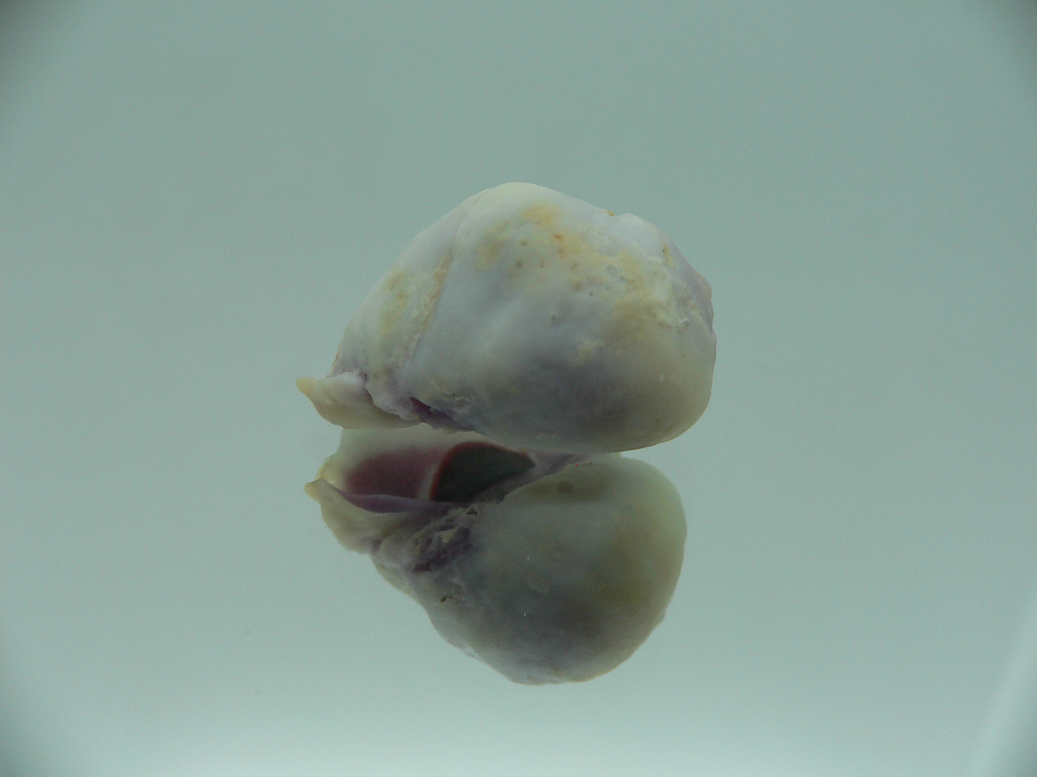 Coralliophila violacea WIDE