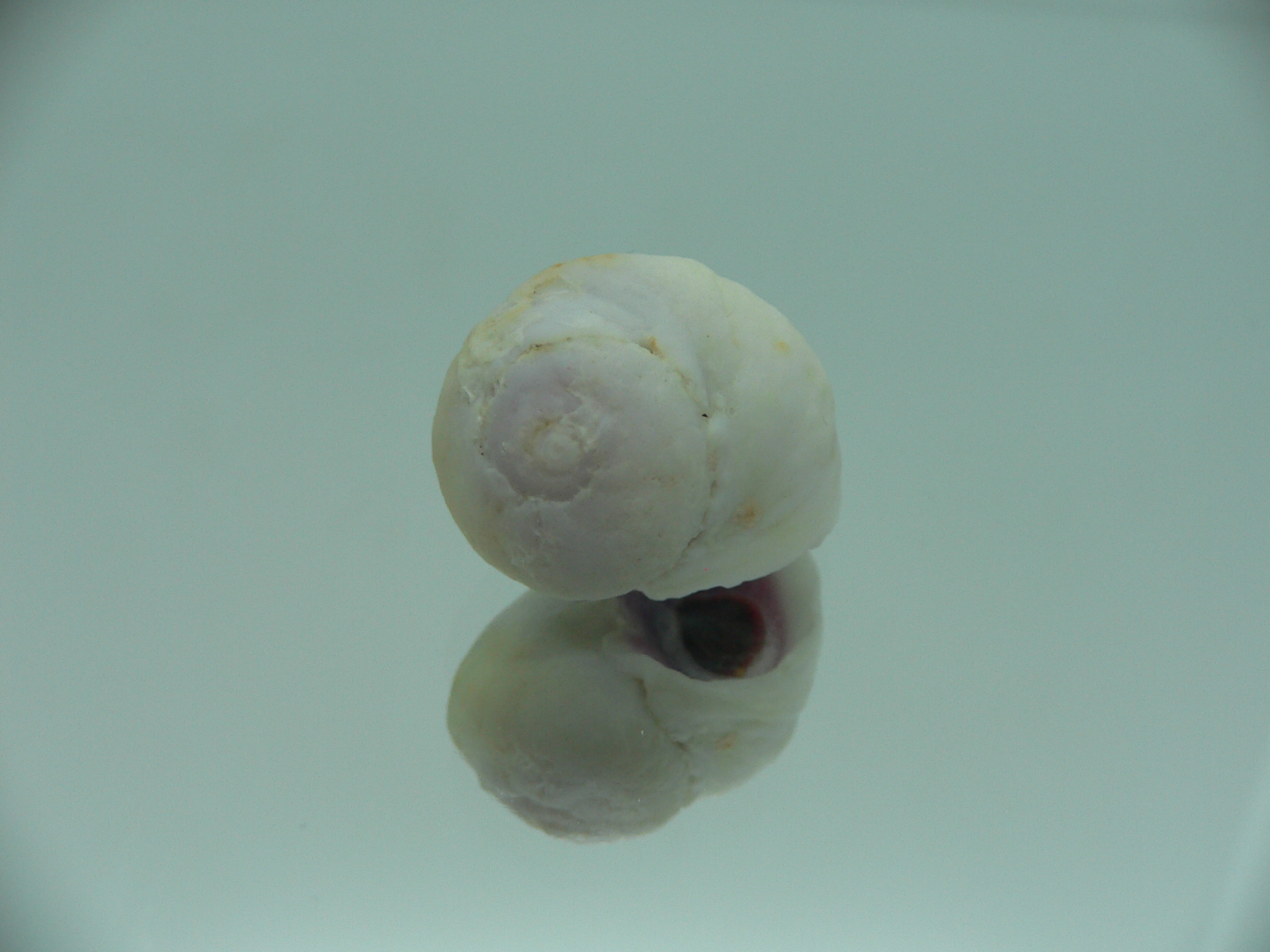 Coralliophila violacea WIDE