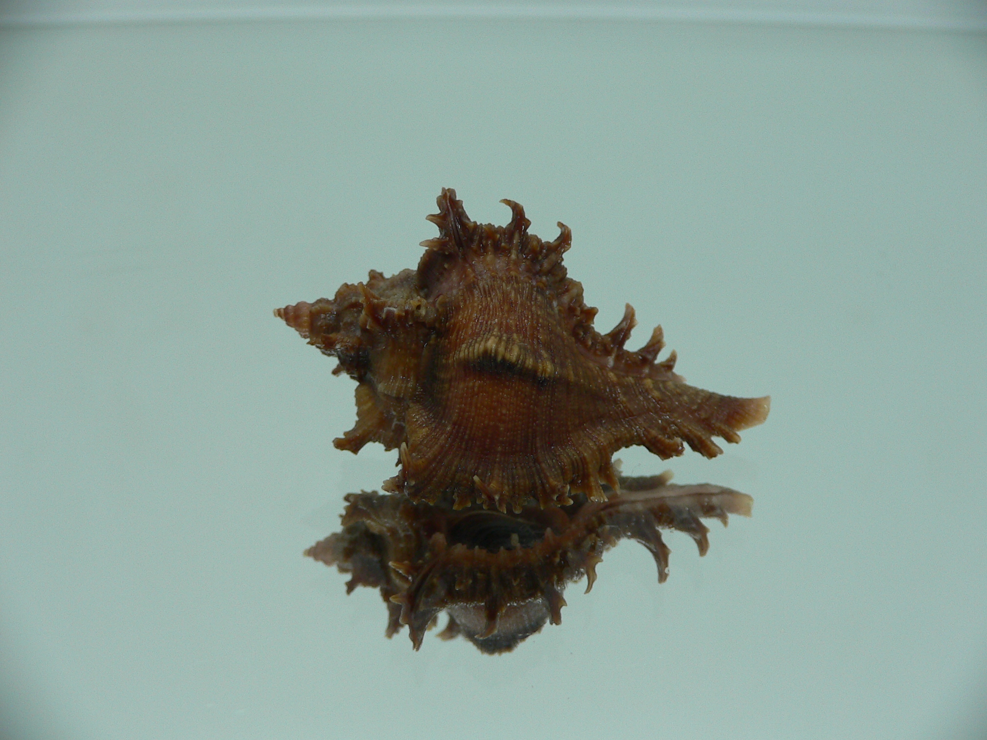 Chicoreus virgineus ponderosus (var.) VERY DARK DWARF