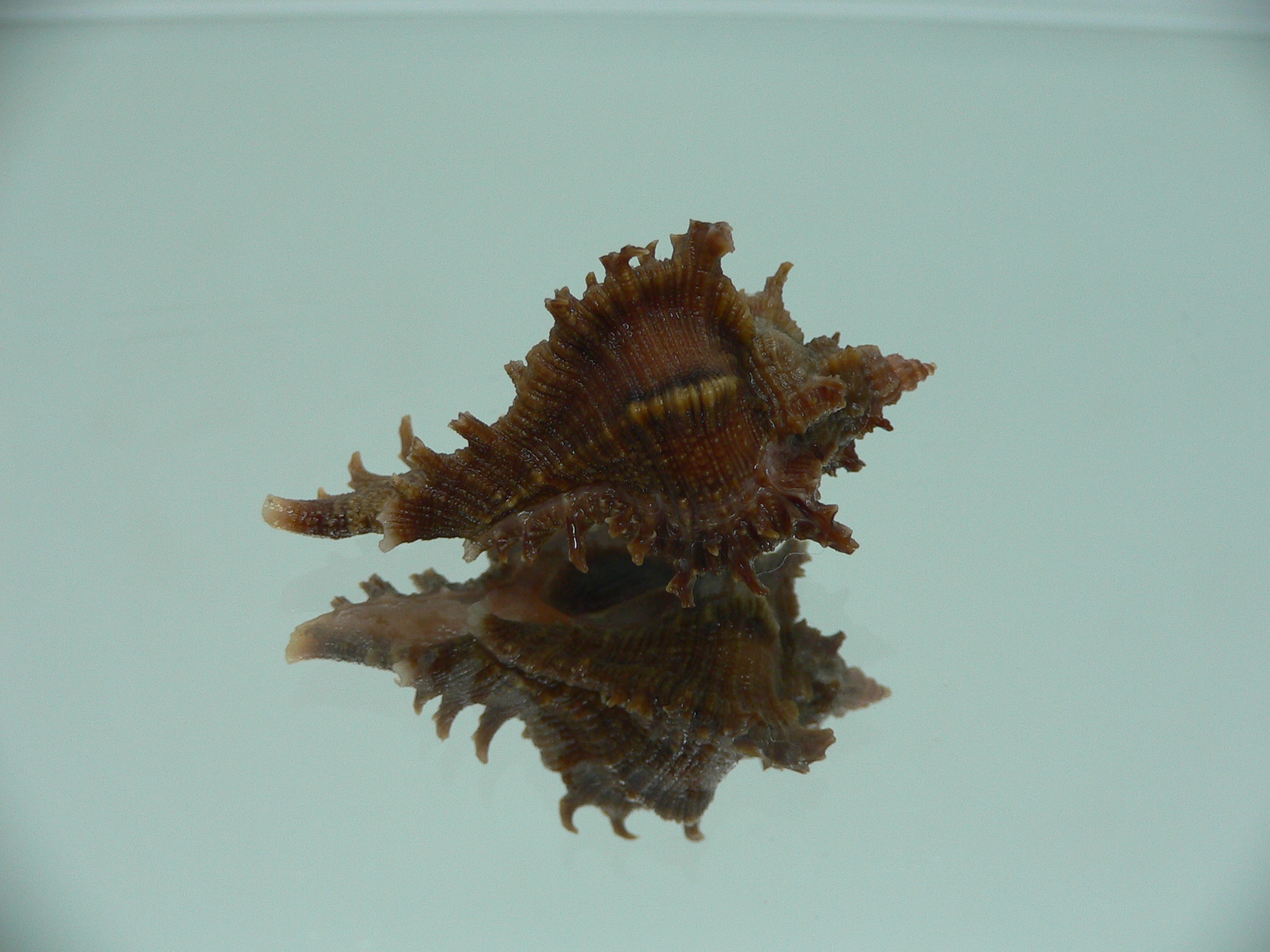 Chicoreus virgineus ponderosus (var.) VERY DARK DWARF