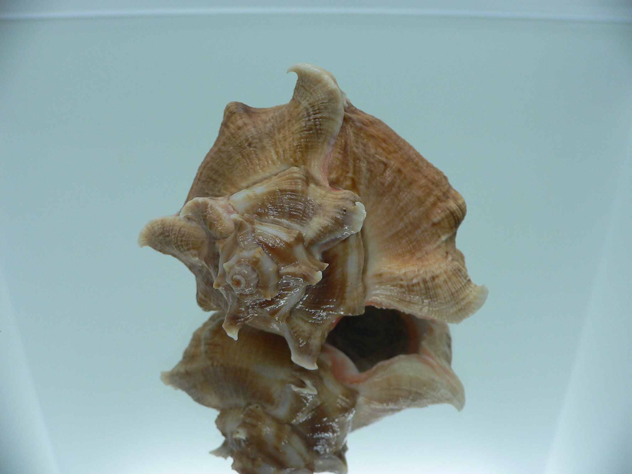 Chicoreus virgineus ponderosus (var.) BEAUTIFUL