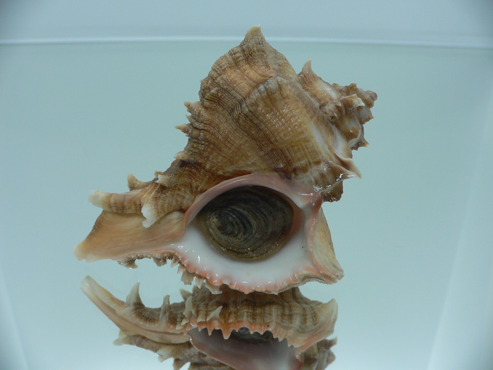 Chicoreus virgineus ponderosus (var.) BEAUTIFUL