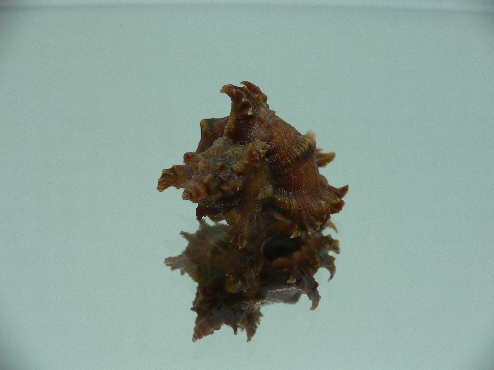 Chicoreus virgineus ponderosus (var.) VERY DARK DWARF