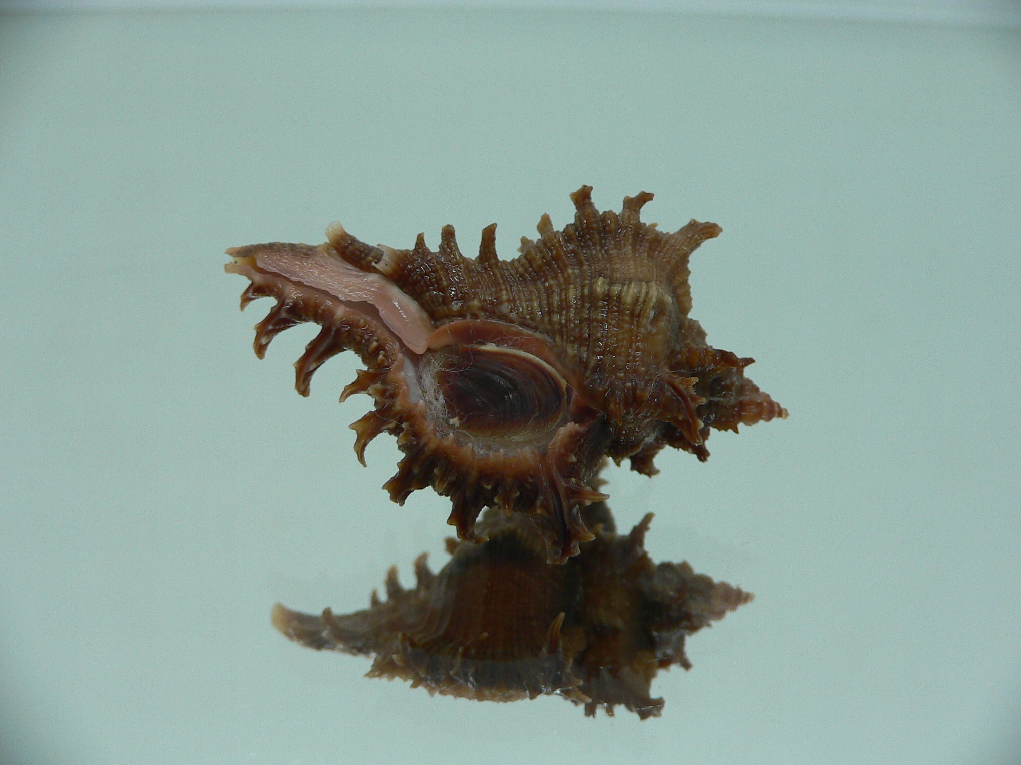Chicoreus virgineus ponderosus (var.) VERY DARK DWARF
