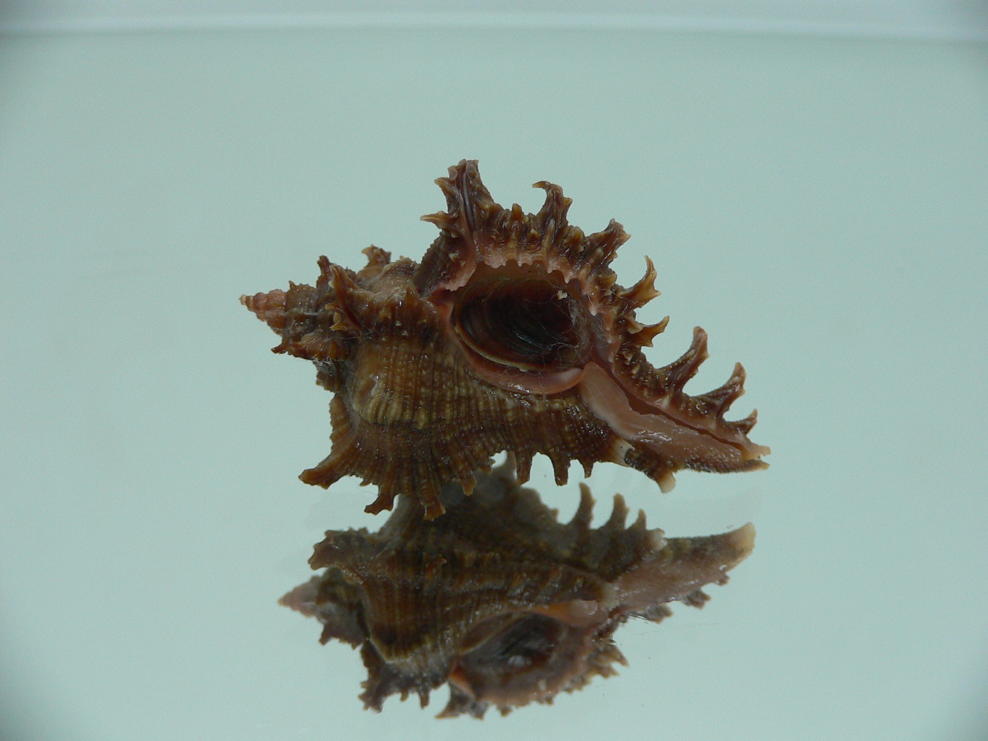 Chicoreus virgineus ponderosus (var.) VERY DARK DWARF
