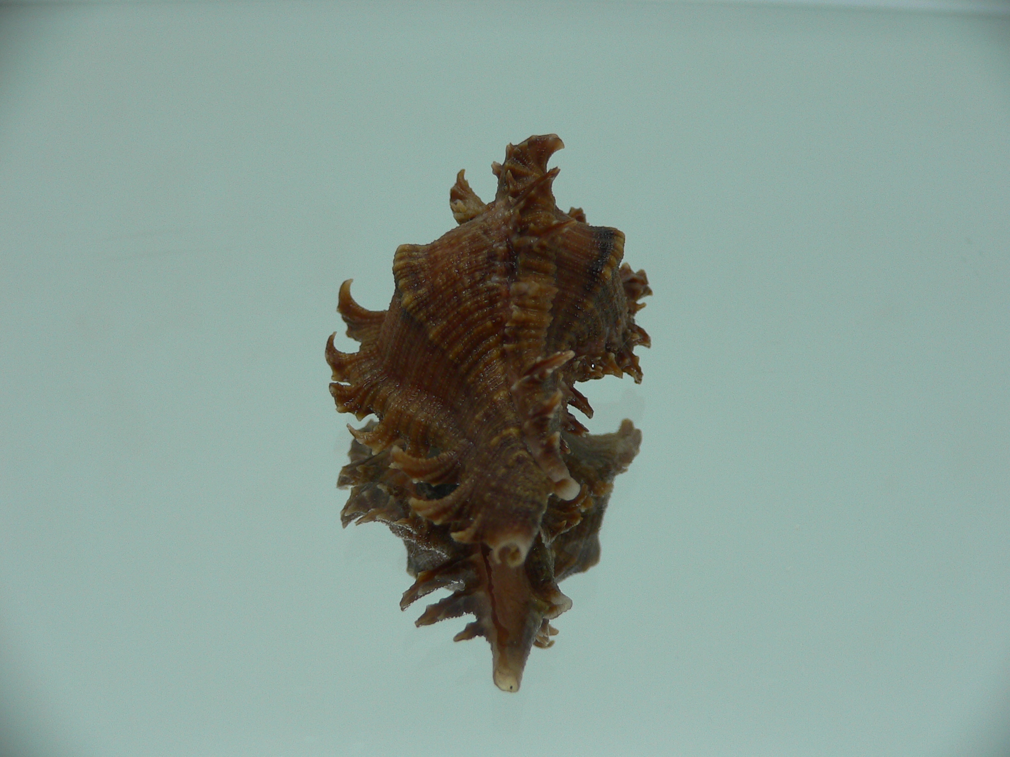 Chicoreus virgineus ponderosus (var.) VERY DARK DWARF