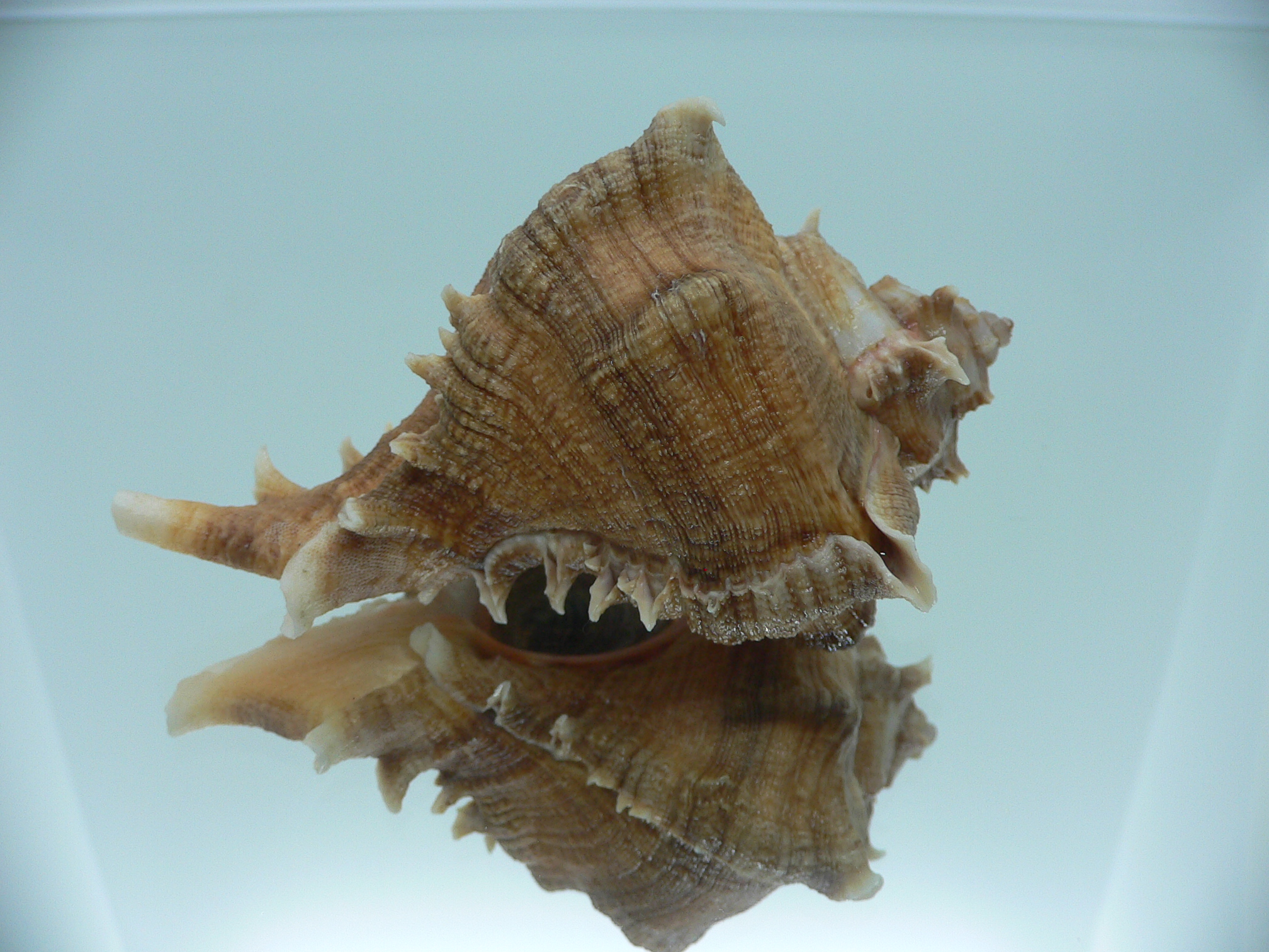 Chicoreus virgineus ponderosus (var.) BEAUTIFUL