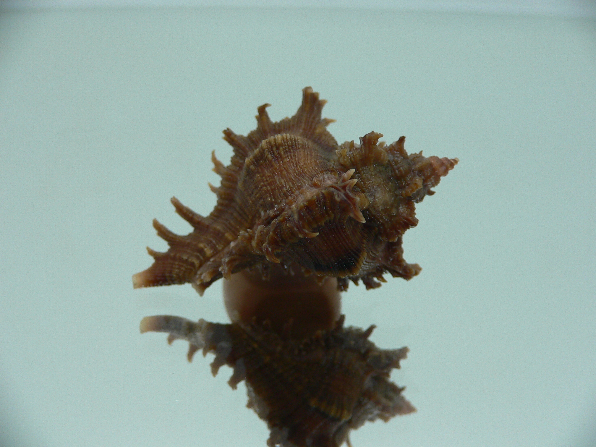 Chicoreus virgineus ponderosus (var.) VERY DARK DWARF