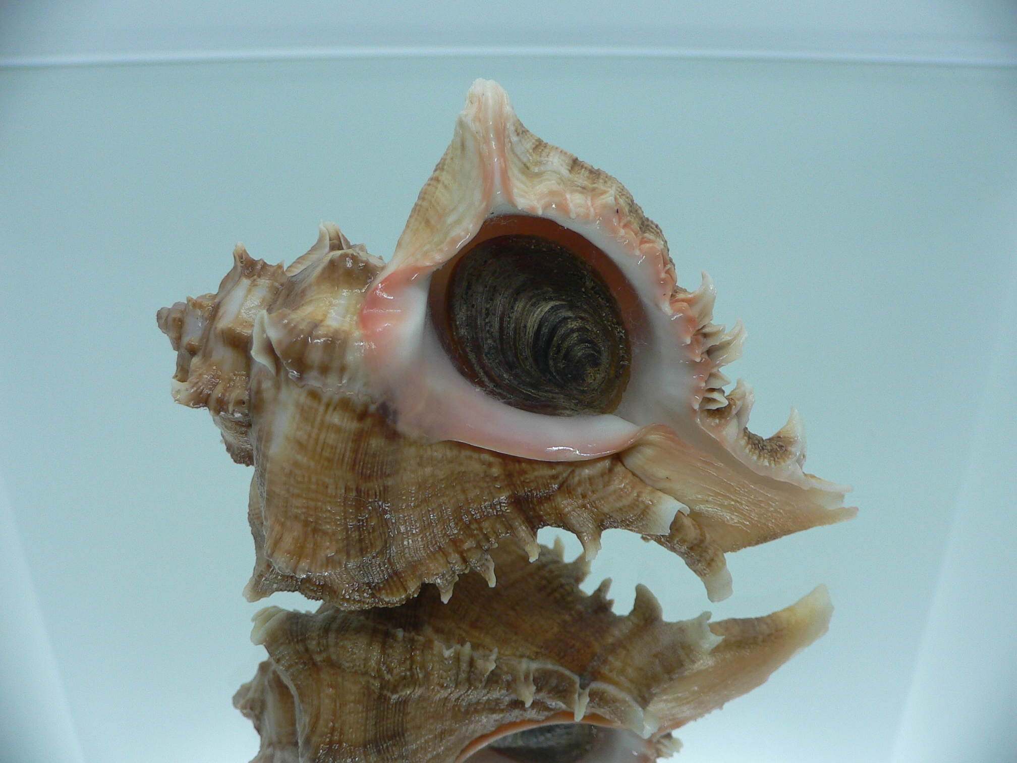 Chicoreus virgineus ponderosus (var.) BEAUTIFUL