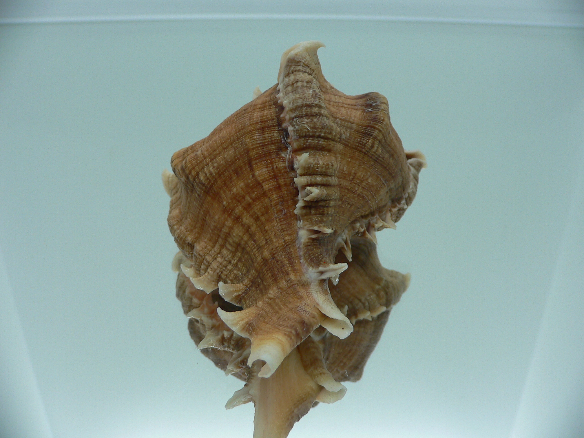 Chicoreus virgineus ponderosus (var.) BEAUTIFUL