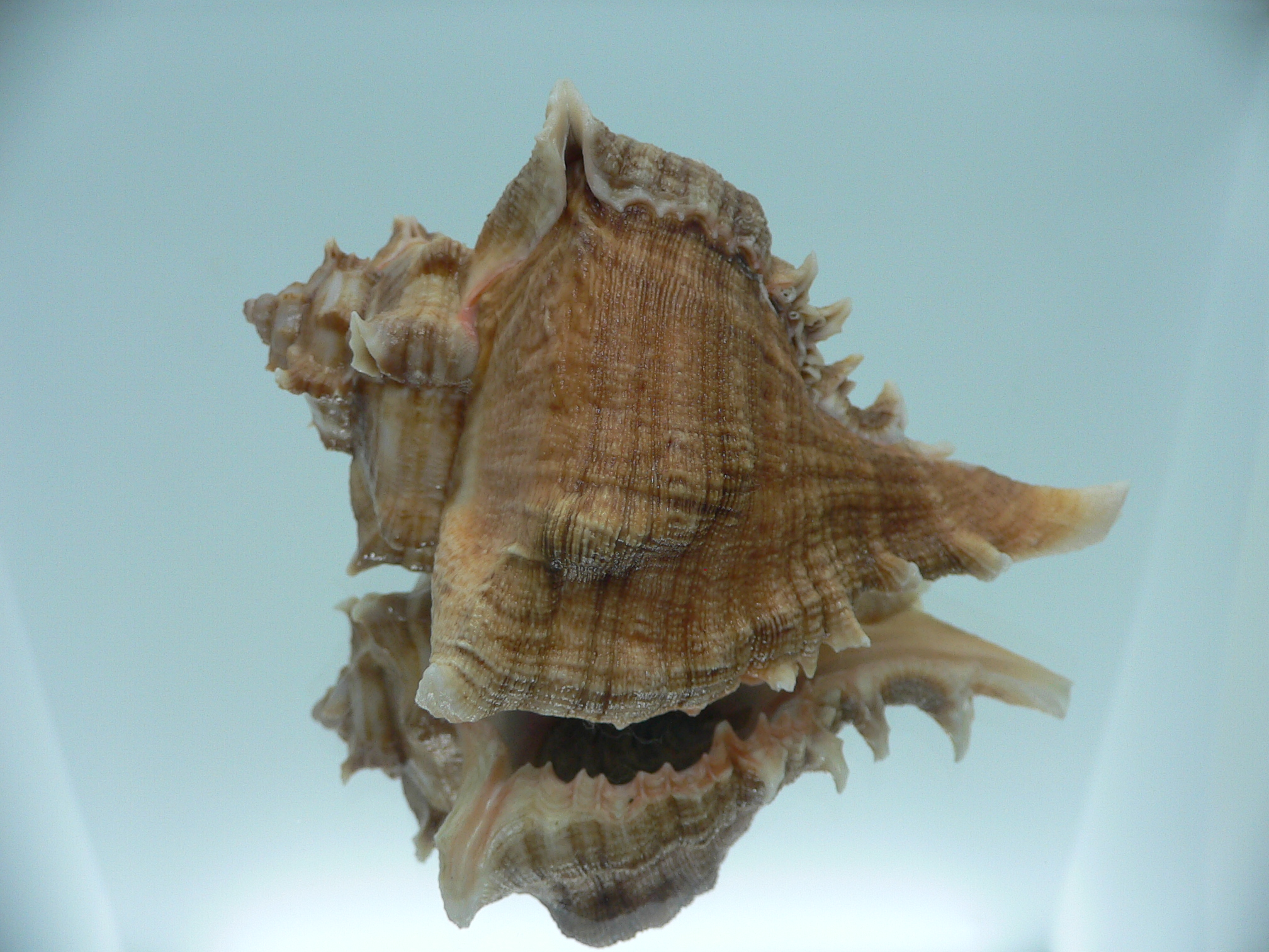 Chicoreus virgineus ponderosus (var.) BEAUTIFUL