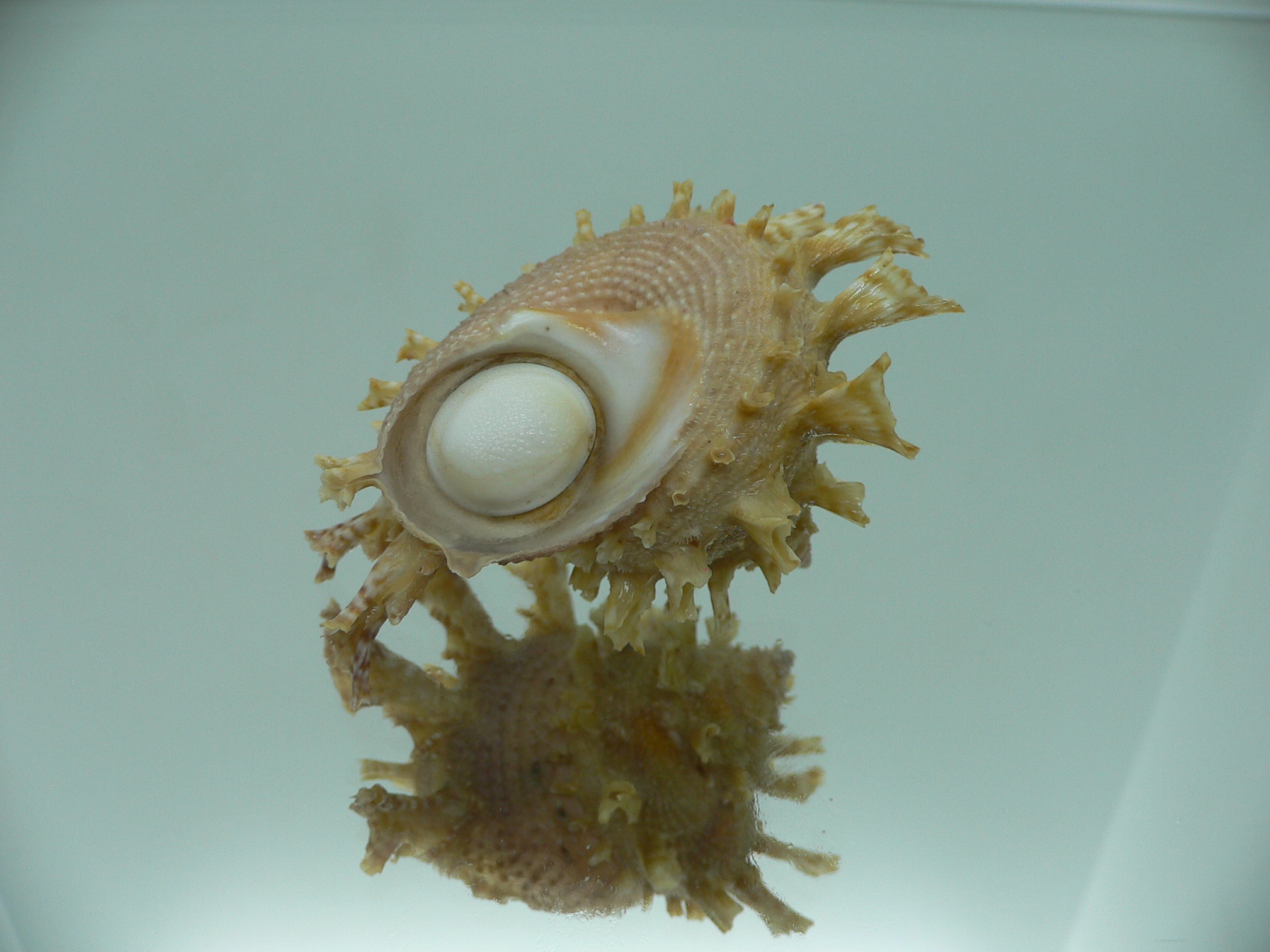 Harisazaea girgyllus BIG & CURLY