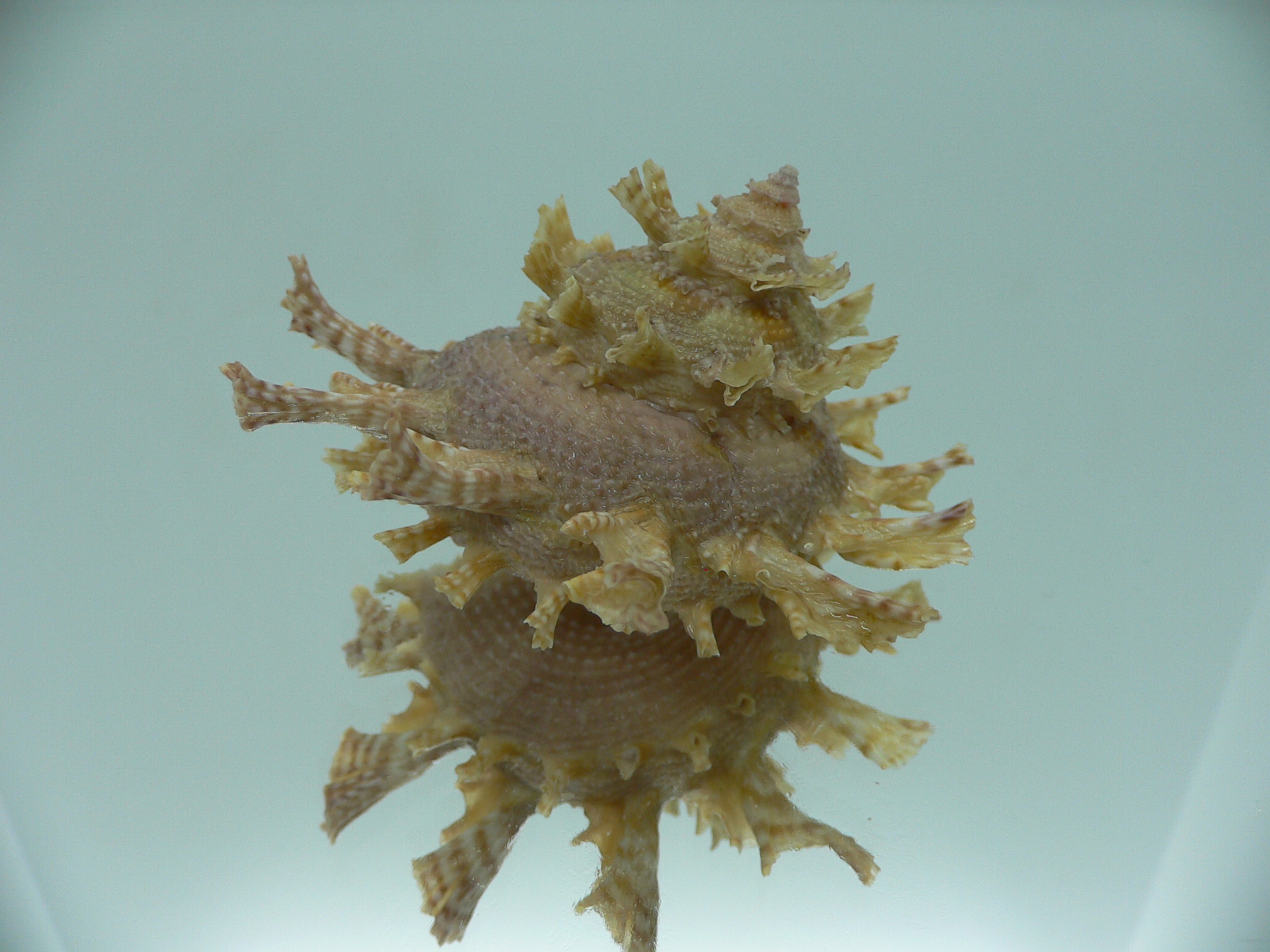 Harisazaea girgyllus BIG & CURLY