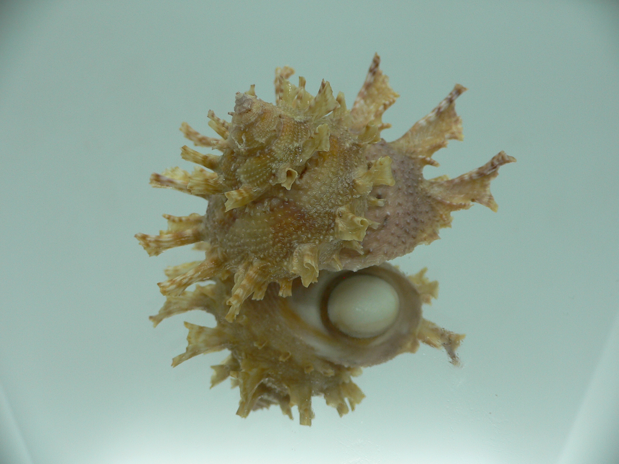 Harisazaea girgyllus BIG & CURLY