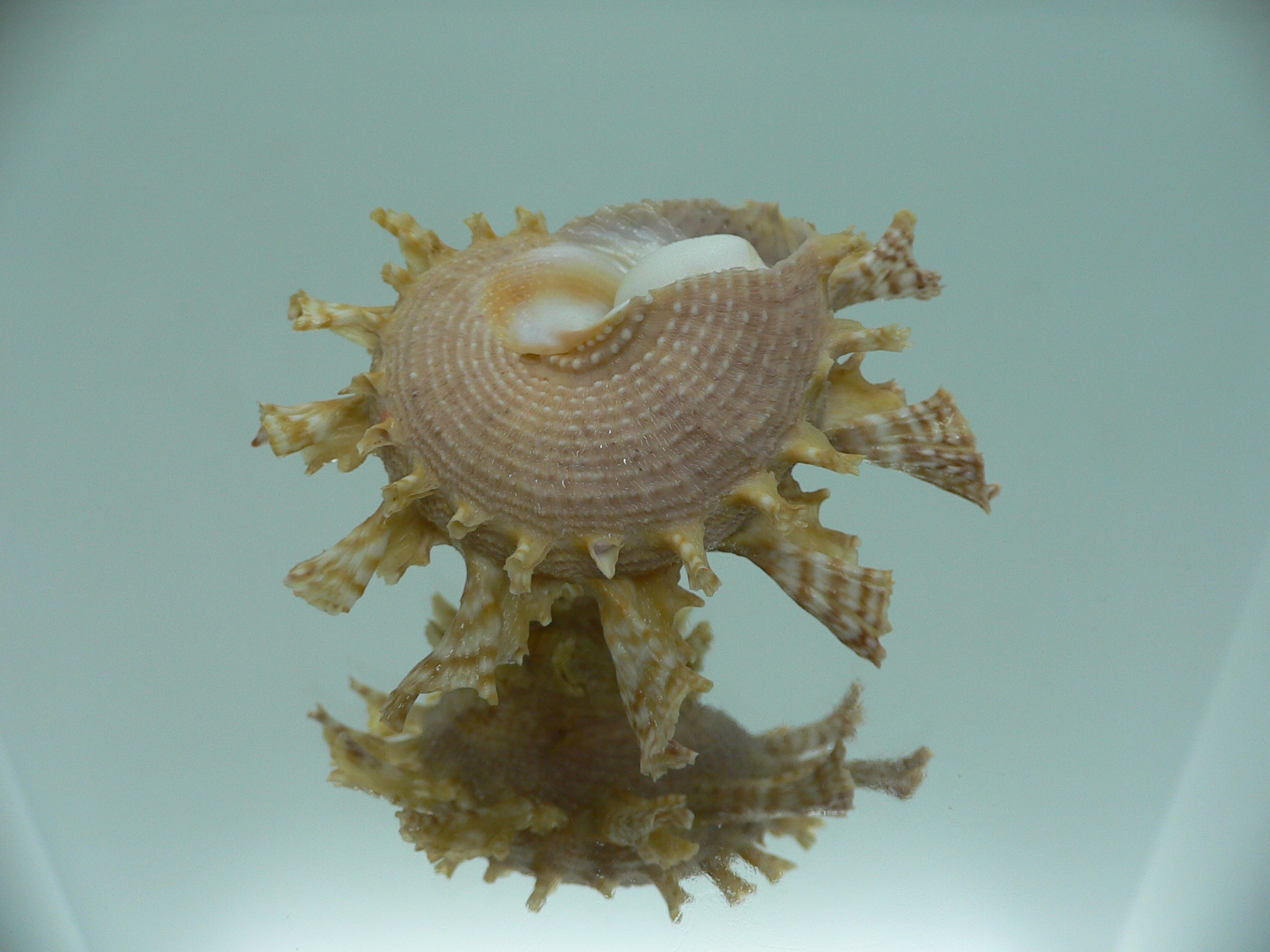Harisazaea girgyllus BIG & CURLY