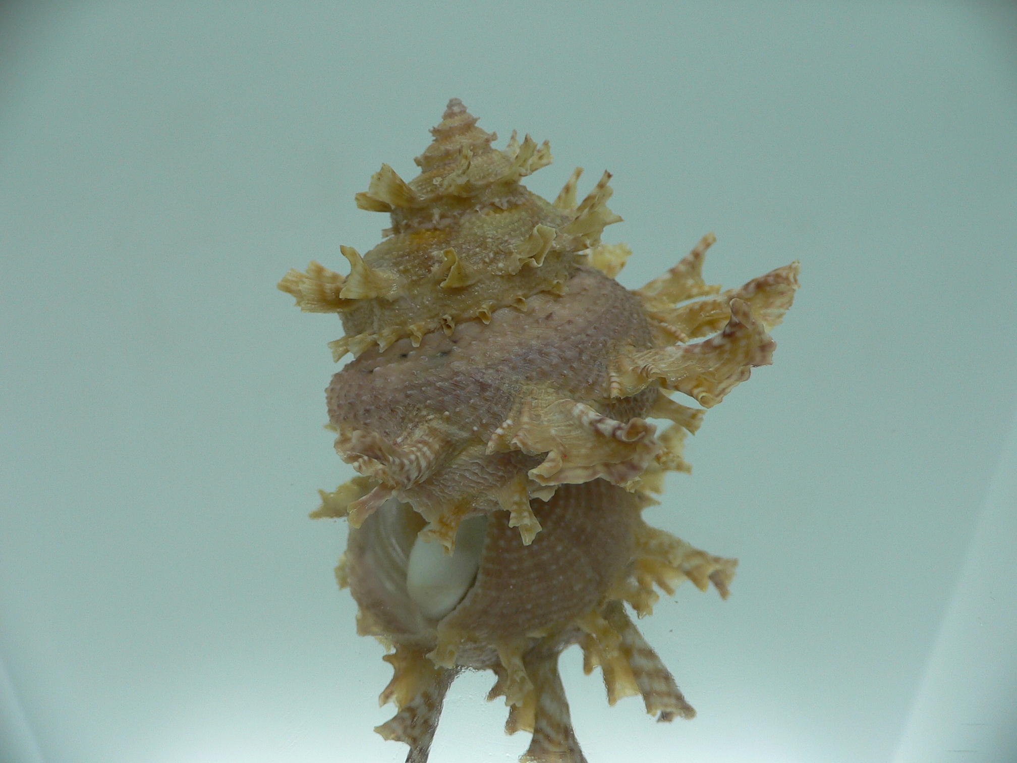 Harisazaea girgyllus BIG & CURLY