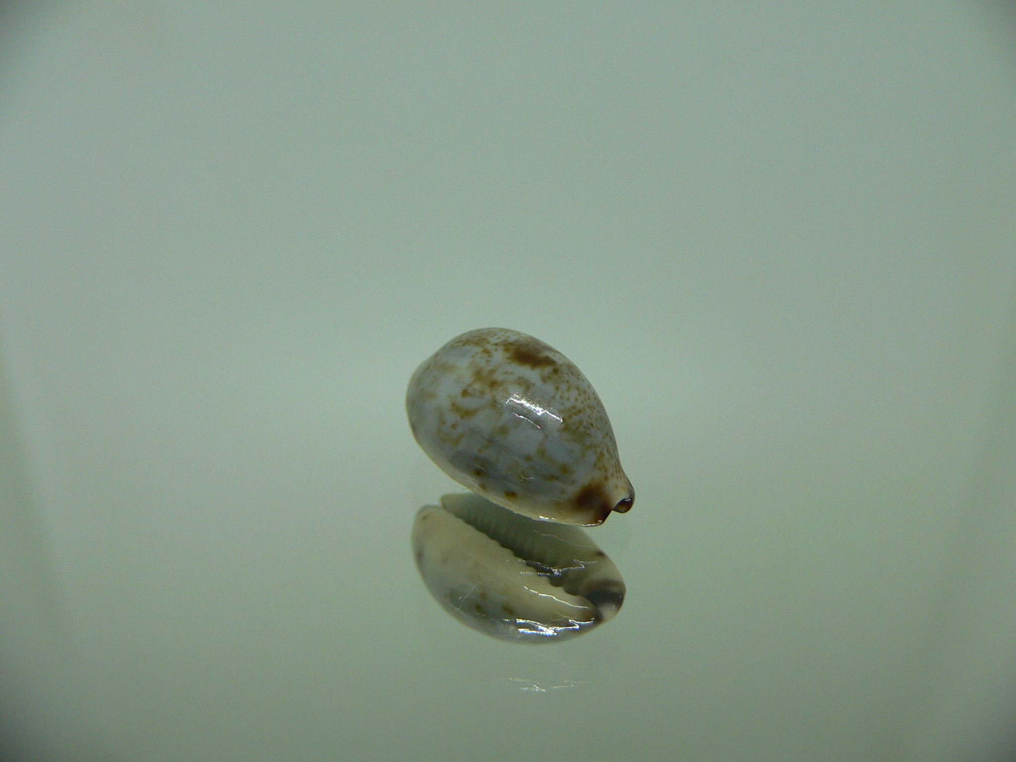 Cypraea gracilis gracilis