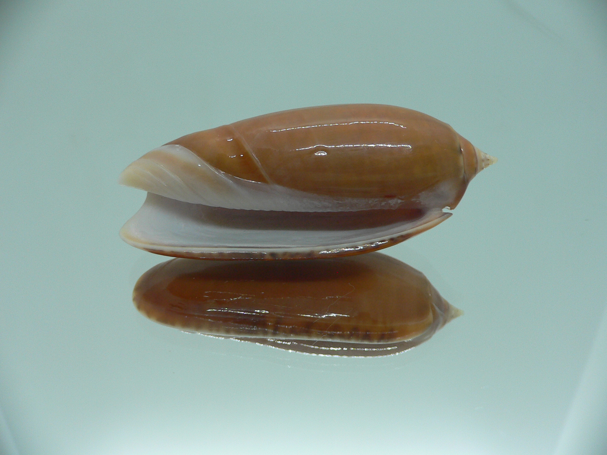 Oliva irisans chrysoides (var.) RARE & IDEAL