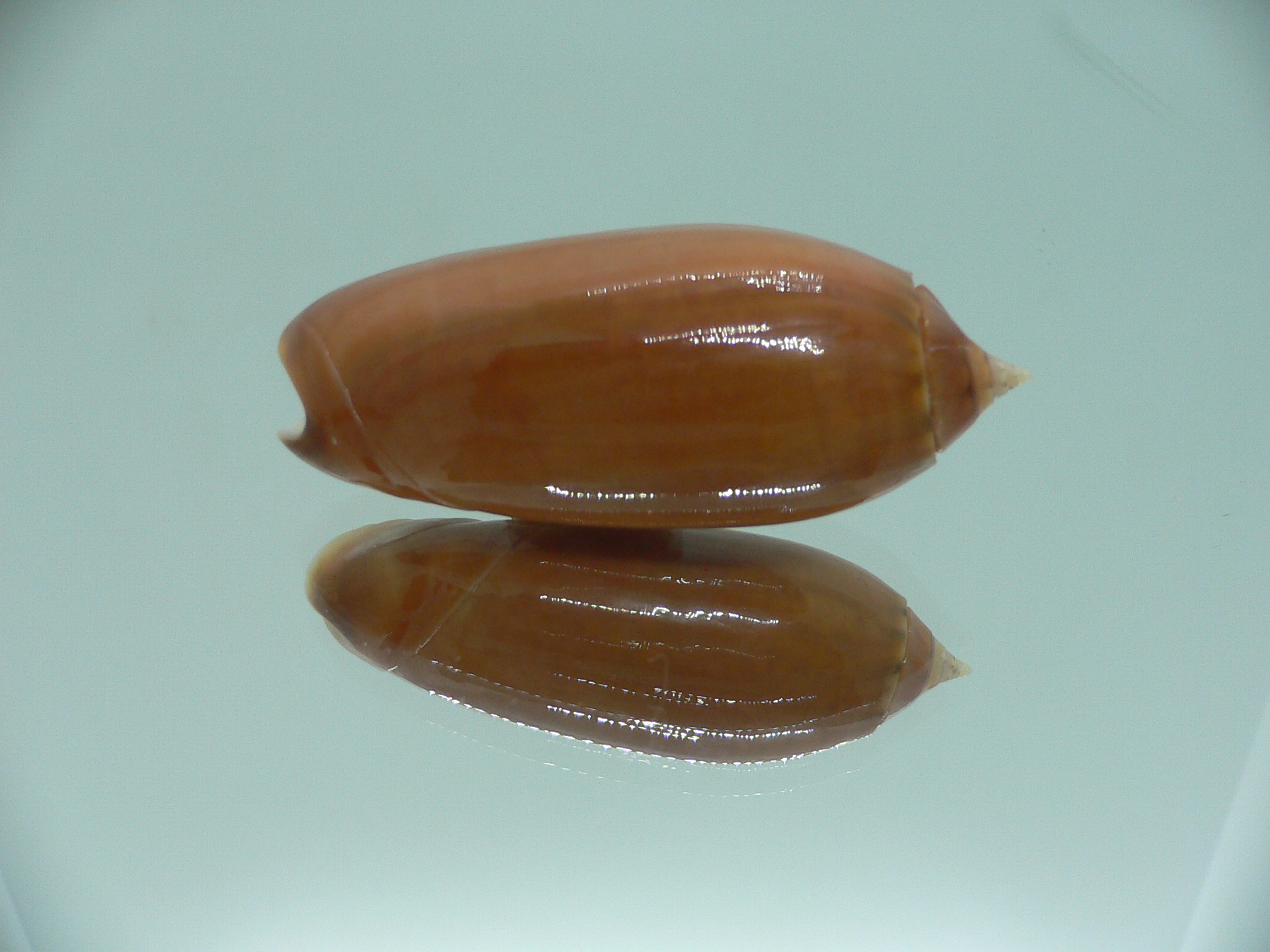 Oliva irisans chrysoides (var.) RARE & IDEAL