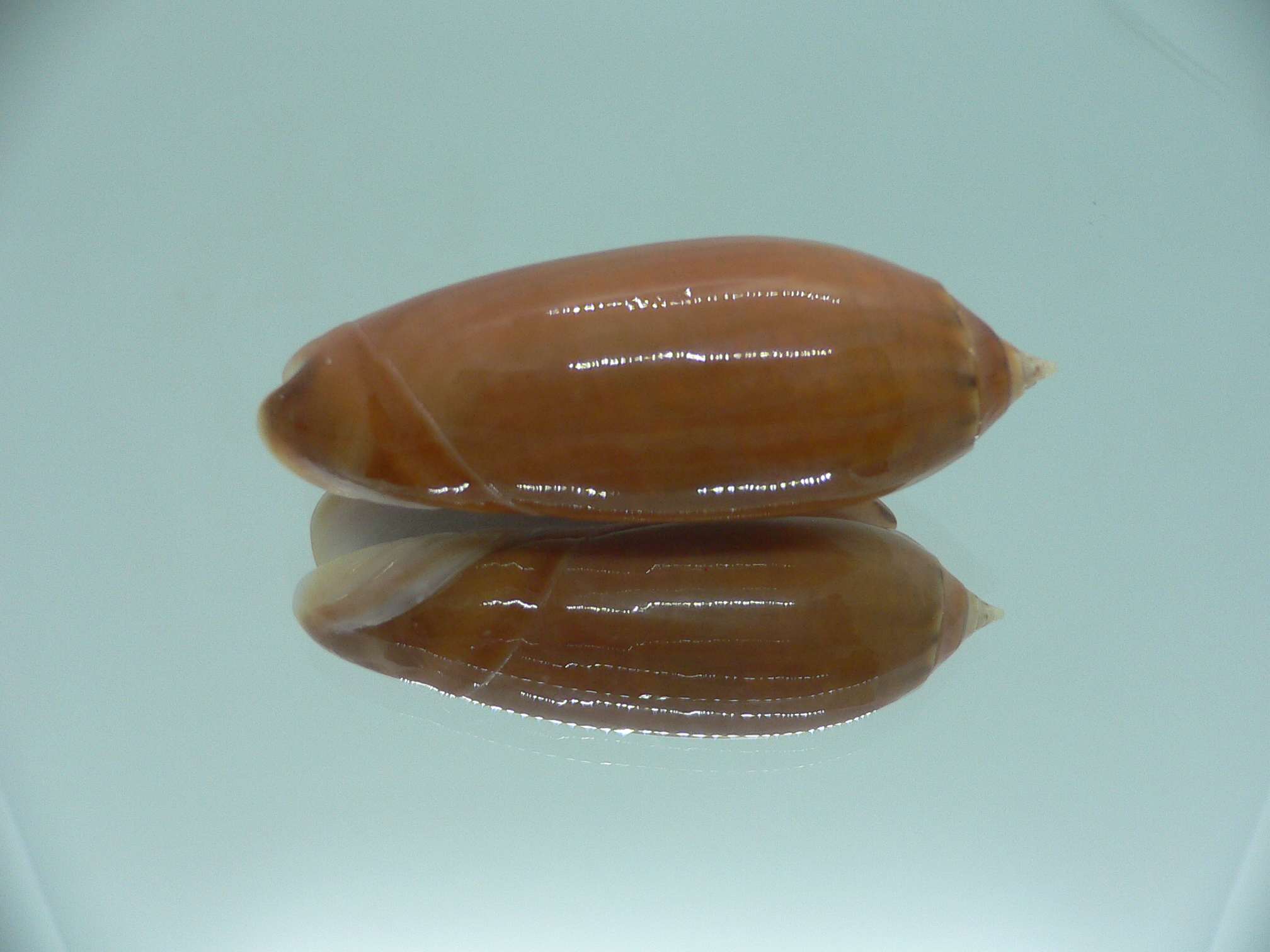 Oliva irisans chrysoides (var.) RARE & IDEAL