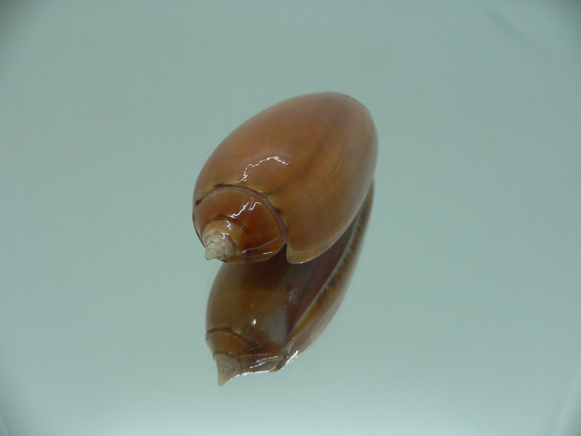 Oliva irisans chrysoides (var.) RARE & IDEAL
