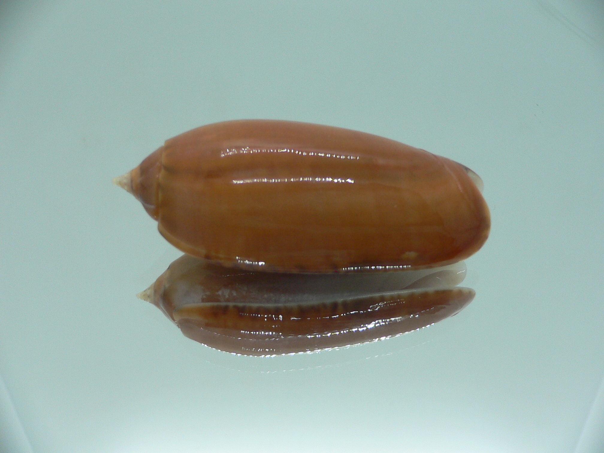 Oliva irisans chrysoides (var.) RARE & IDEAL