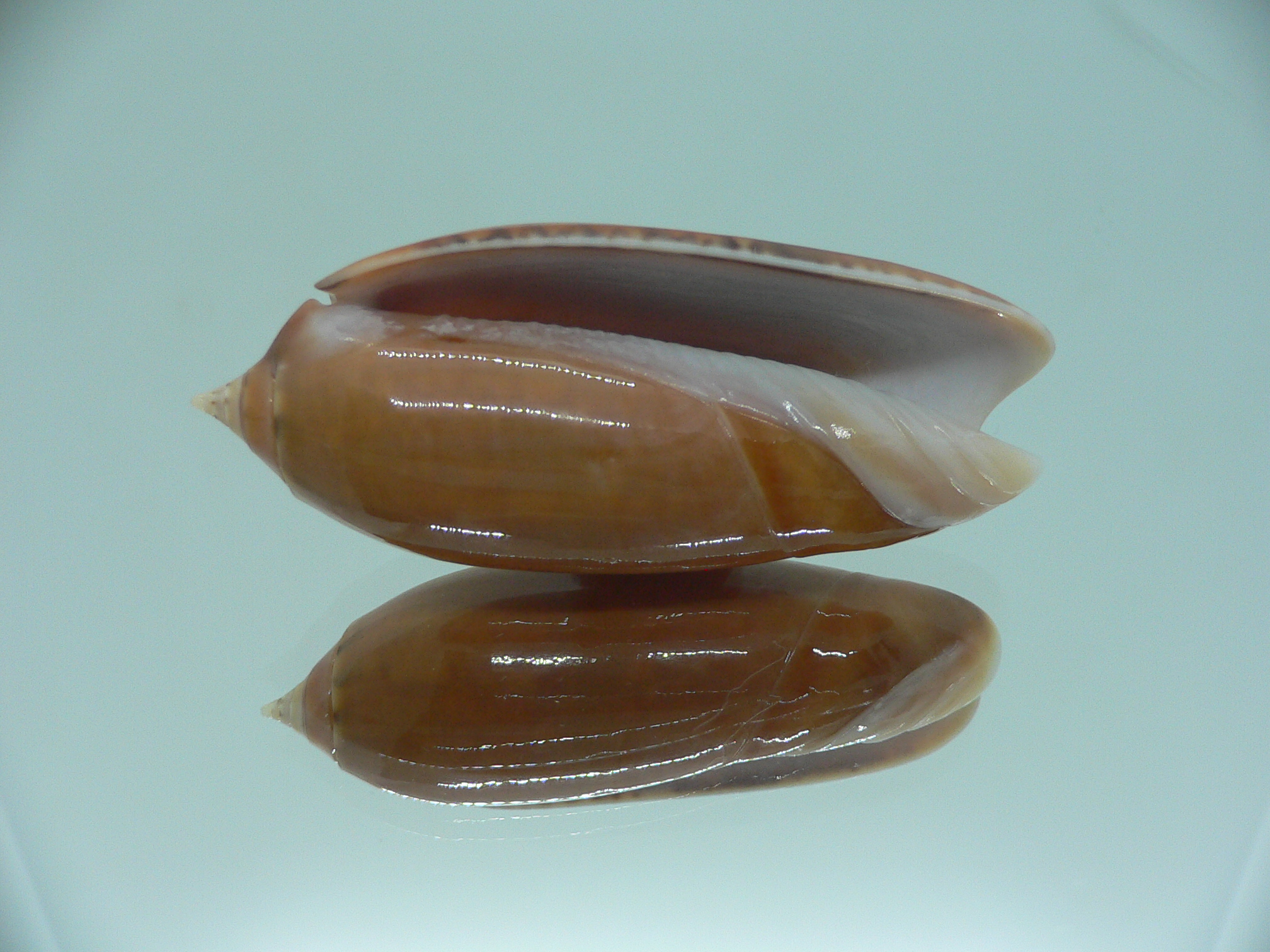 Oliva irisans chrysoides (var.) RARE & IDEAL