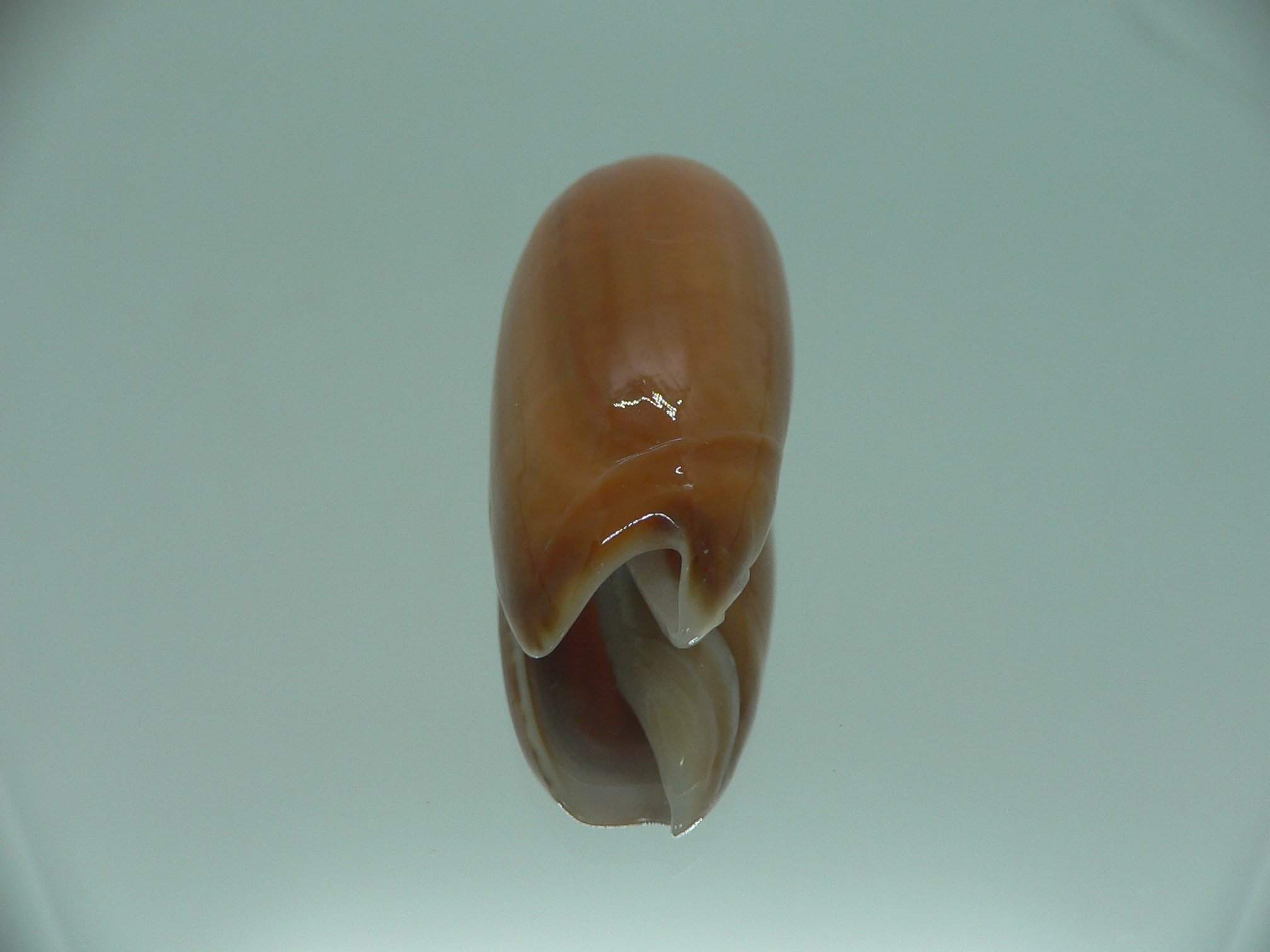 Oliva irisans chrysoides (var.) RARE & IDEAL